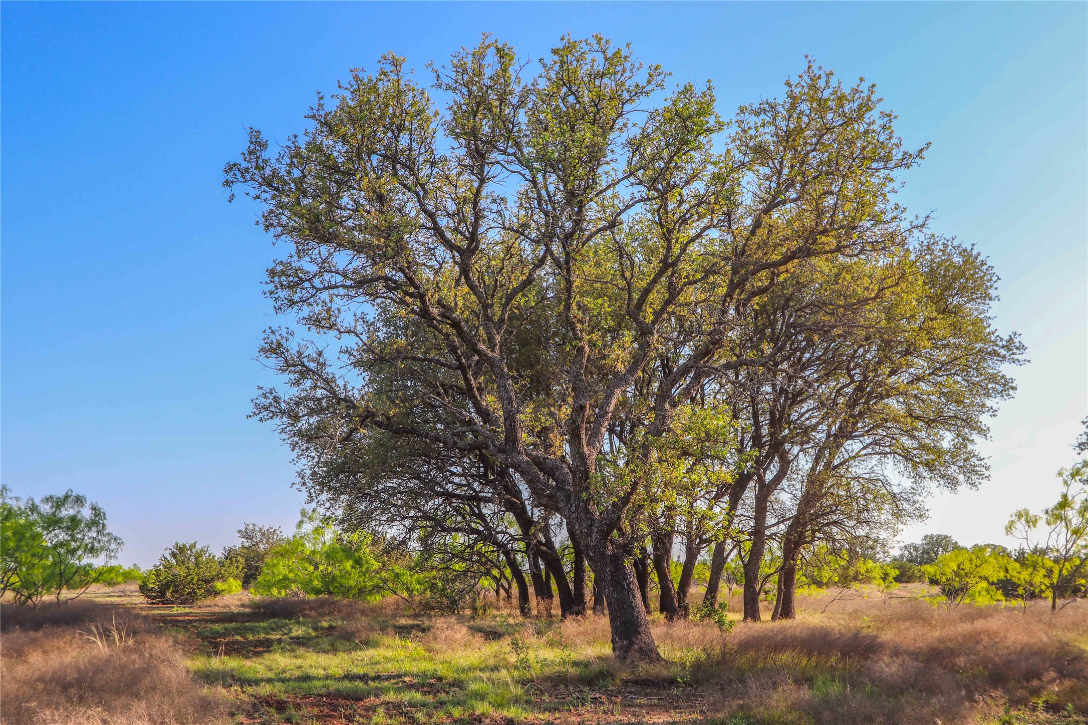 Tbd Cr 404 Valera TX 76884