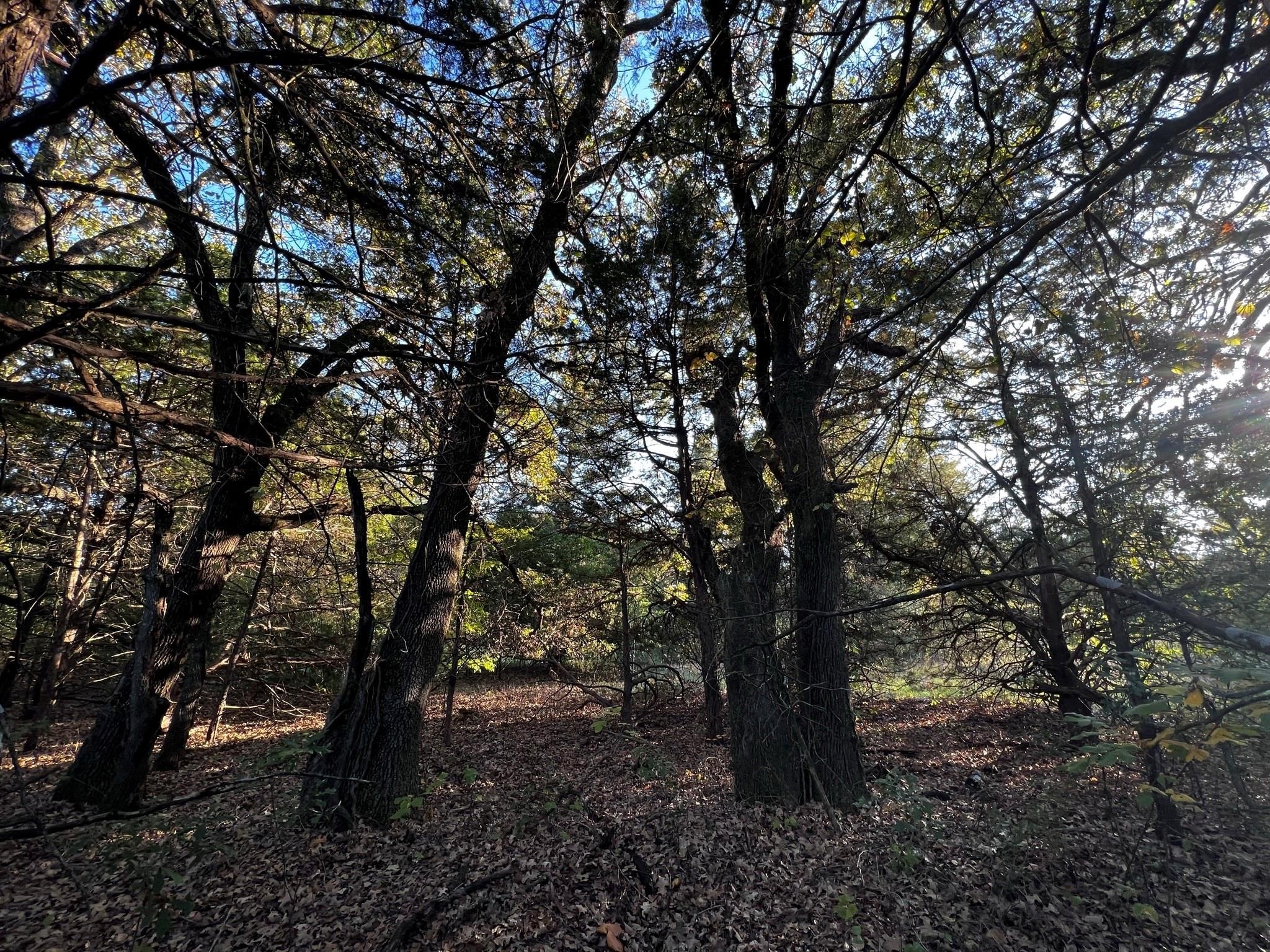 Tbd County Road 2620 Ivanhoe TX 75447
