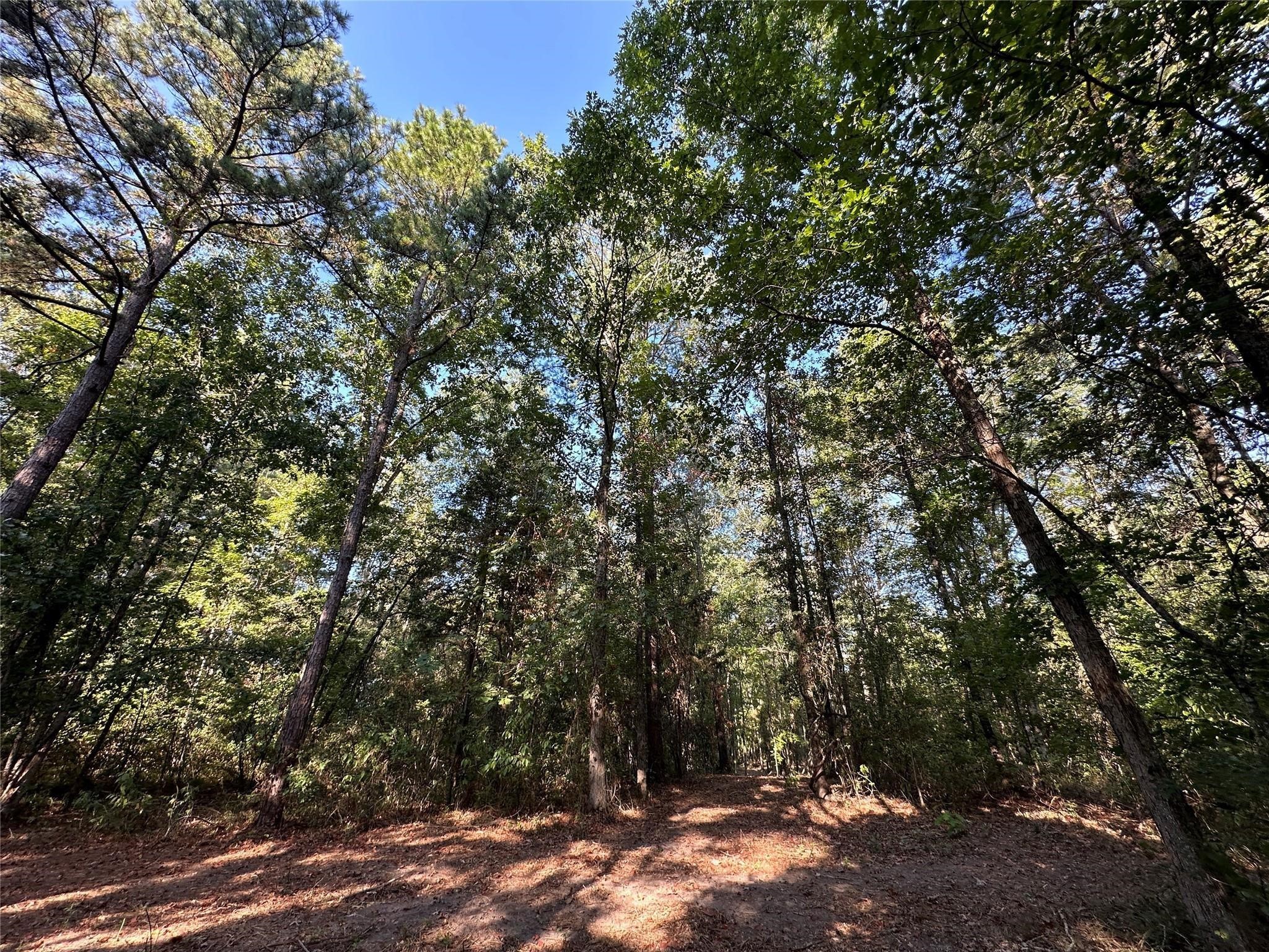 10 Acres Fm 852 Gilmer TX 75644