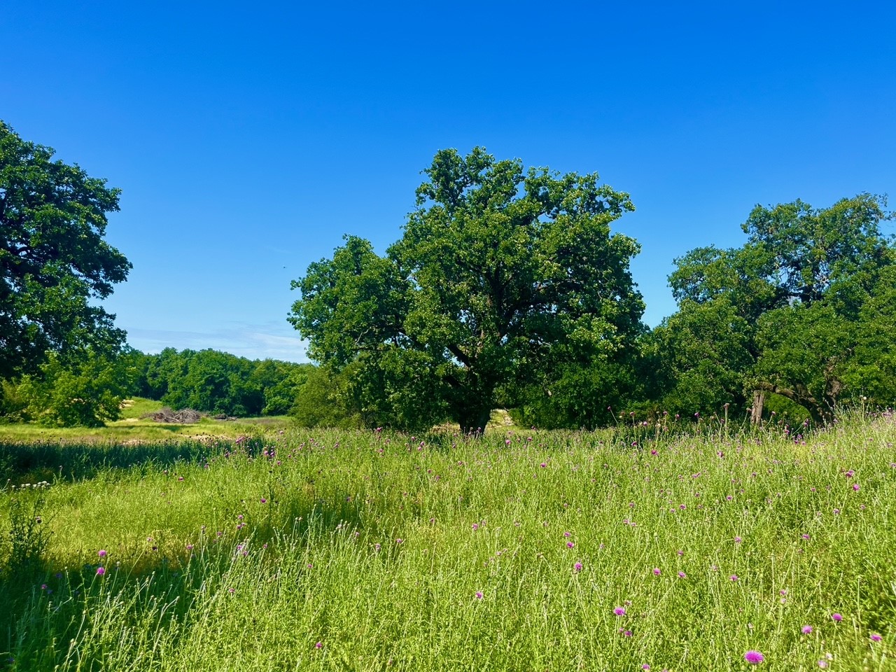 Lot 75 Kilkenny Road Poolville TX 76487
