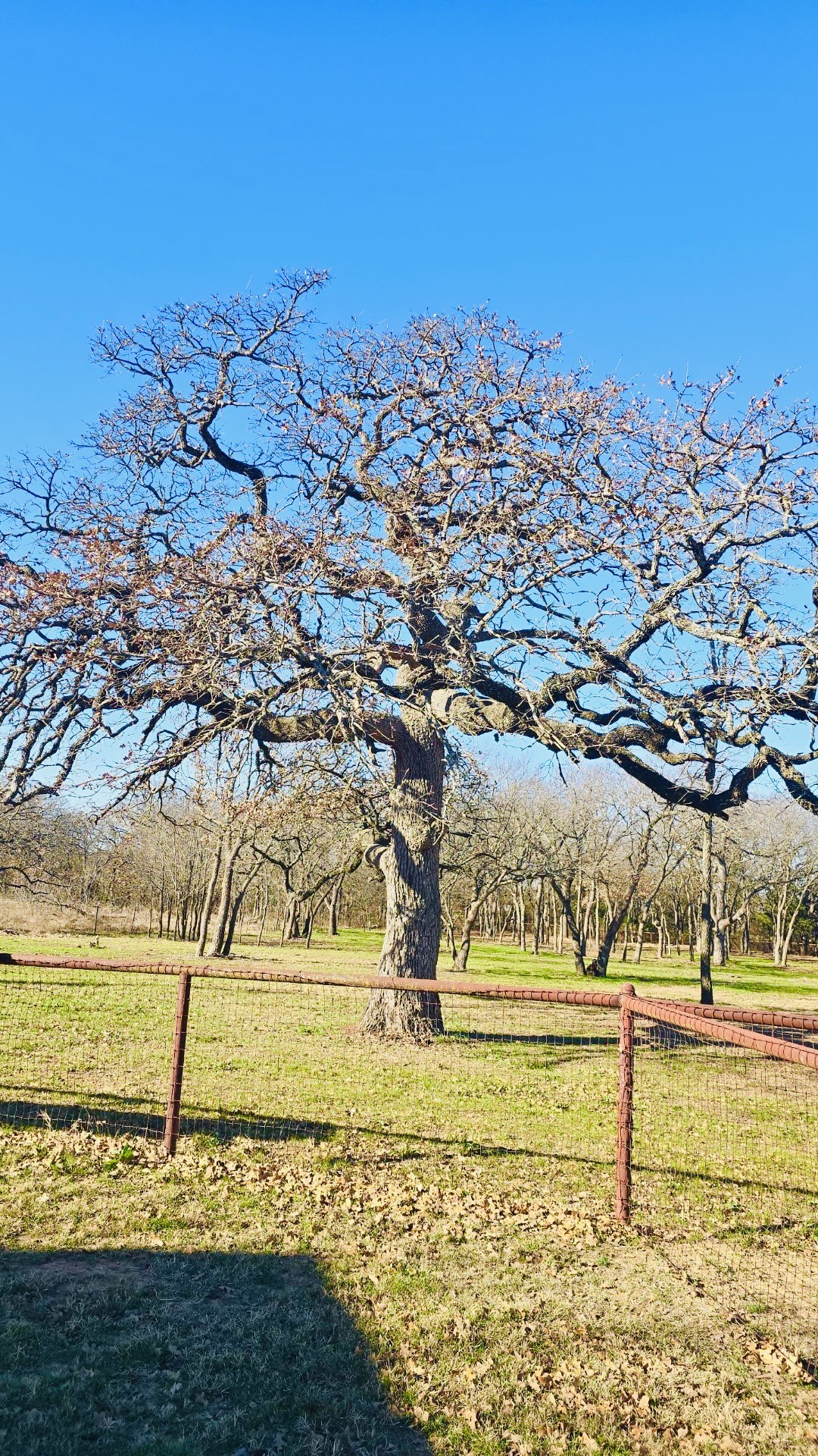 6085 Autumn Breeze Circle Fort Worth TX 76140