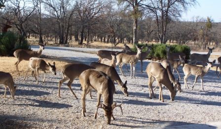 Lot 1074 Oak Point Drive May TX 76857