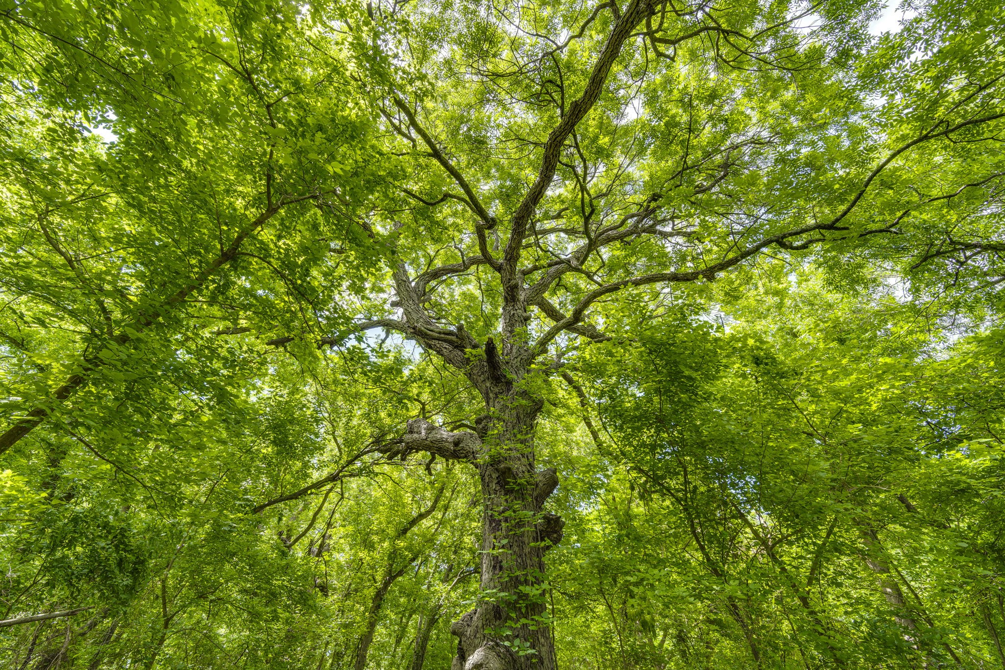 Tbd Oak Tree Waxahachie TX 75167