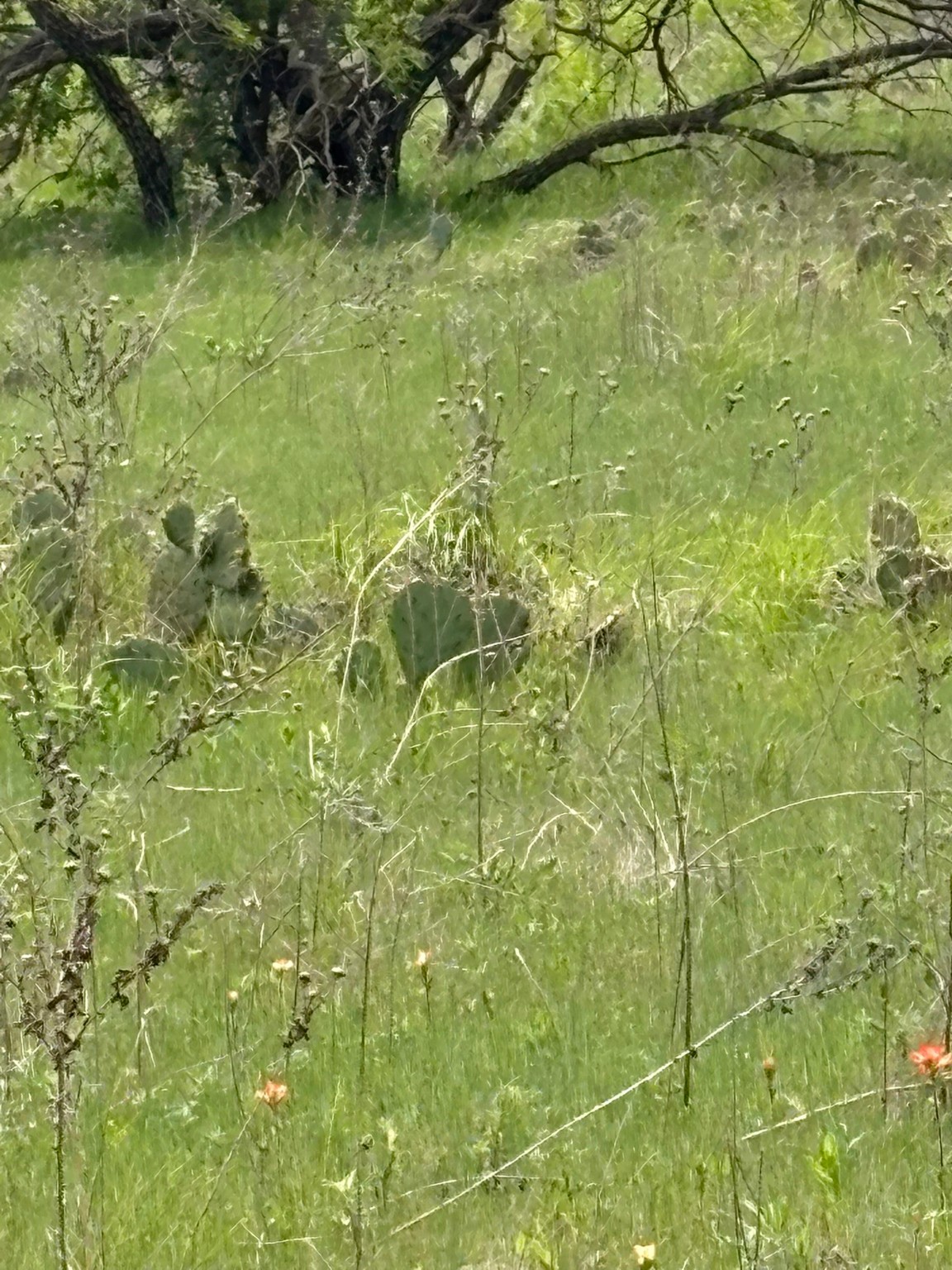 Tbd Causeway Road Jacksboro TX 76458