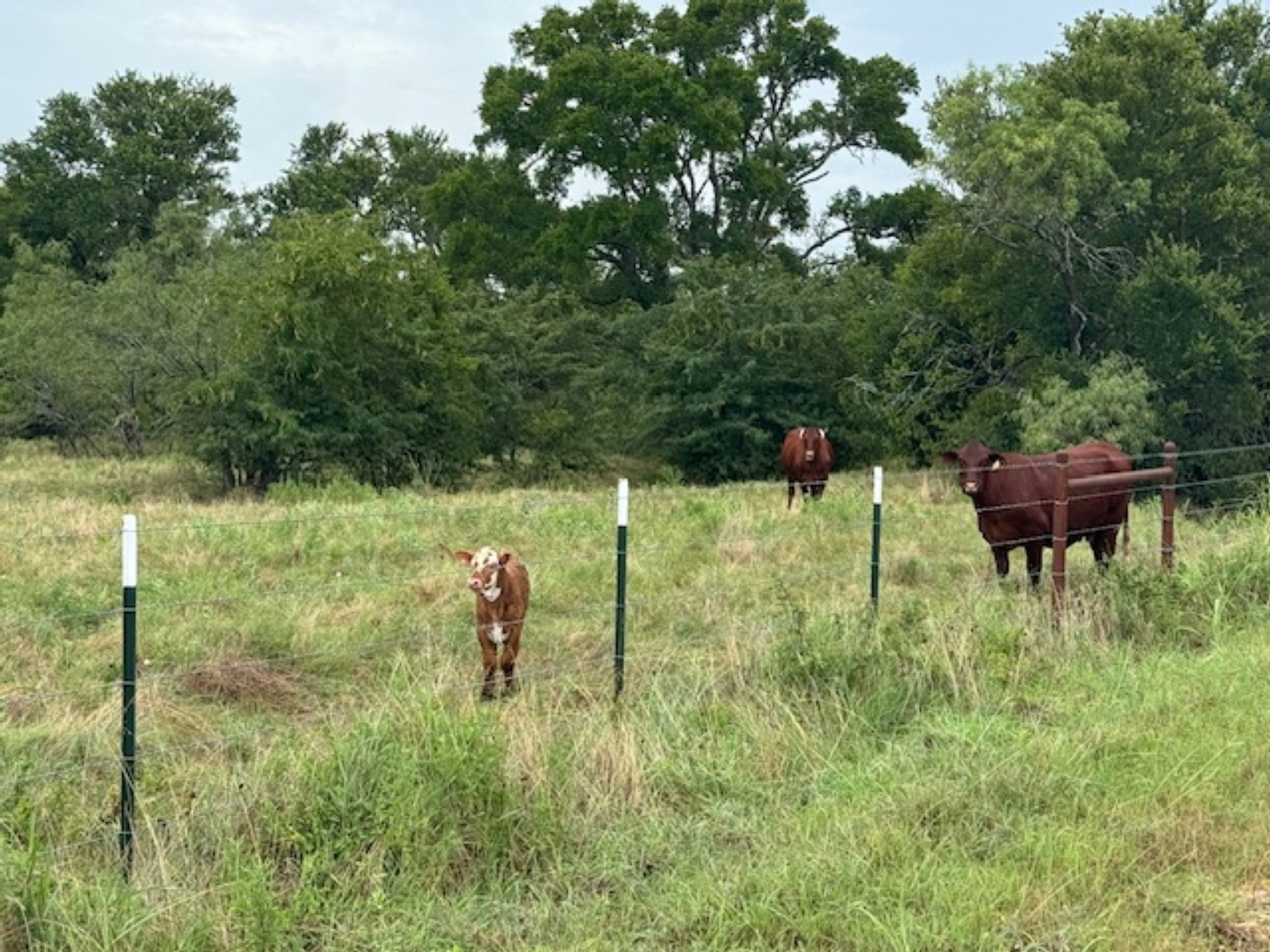 Tbd Fcr 1000 Road Wortham TX 76693