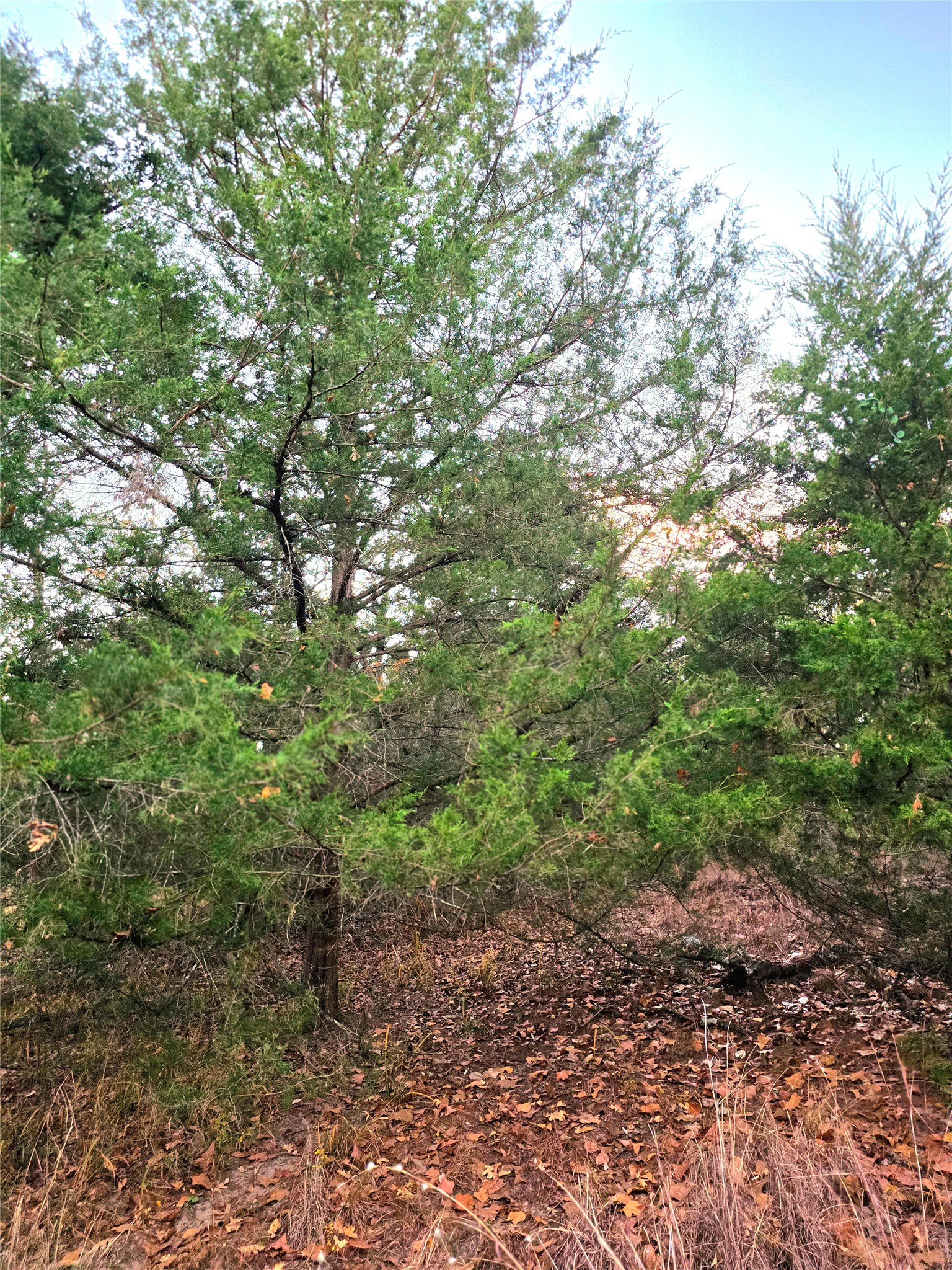 Lot 401 Mallard Way Larue TX 75770