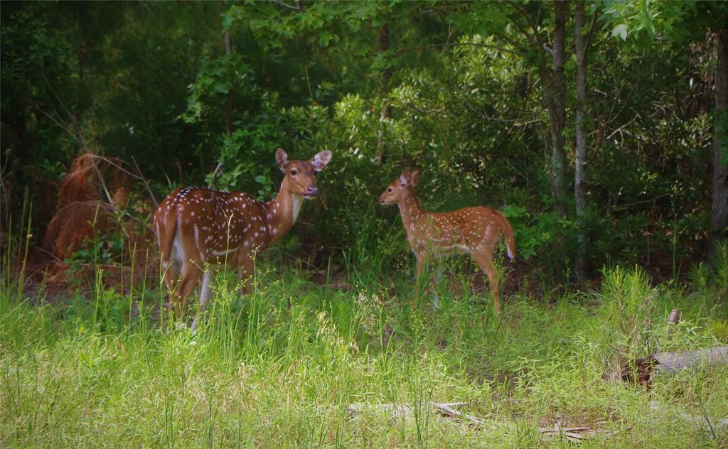 Lot 401 Mallard Way Larue TX 75770