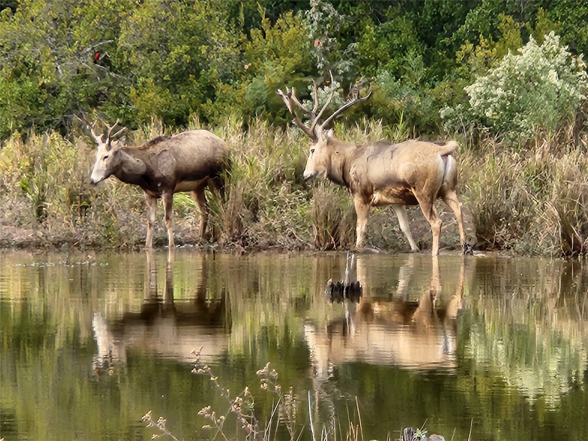 Lot 401 Mallard Way Larue TX 75770