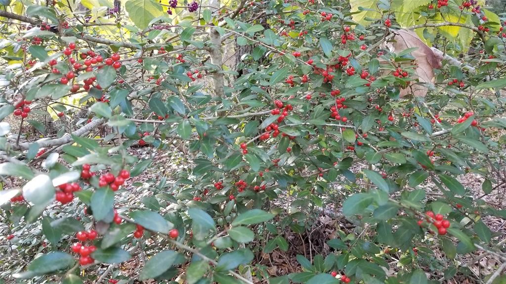 Lot 401 Mallard Way Larue TX 75770