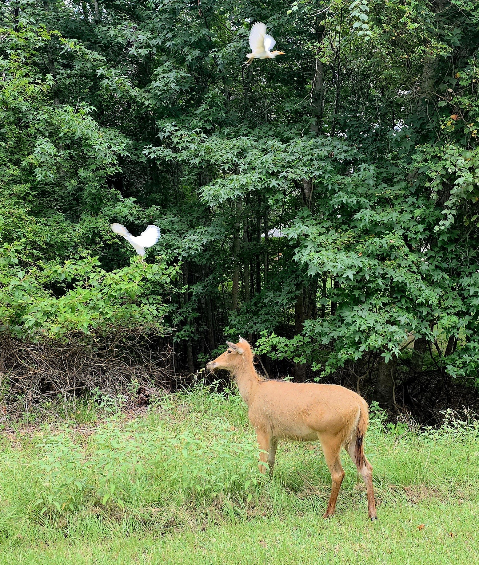 Lot 401 Mallard Way Larue TX 75770