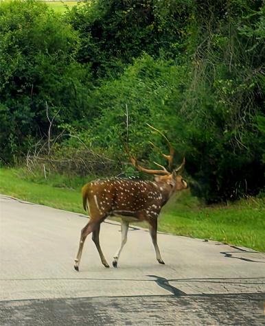 Lot 401 Mallard Way Larue TX 75770
