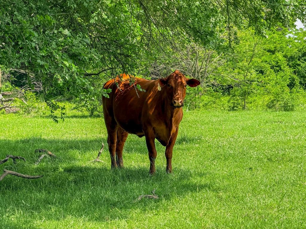 2301 Private Road 1179 Celeste TX 75423