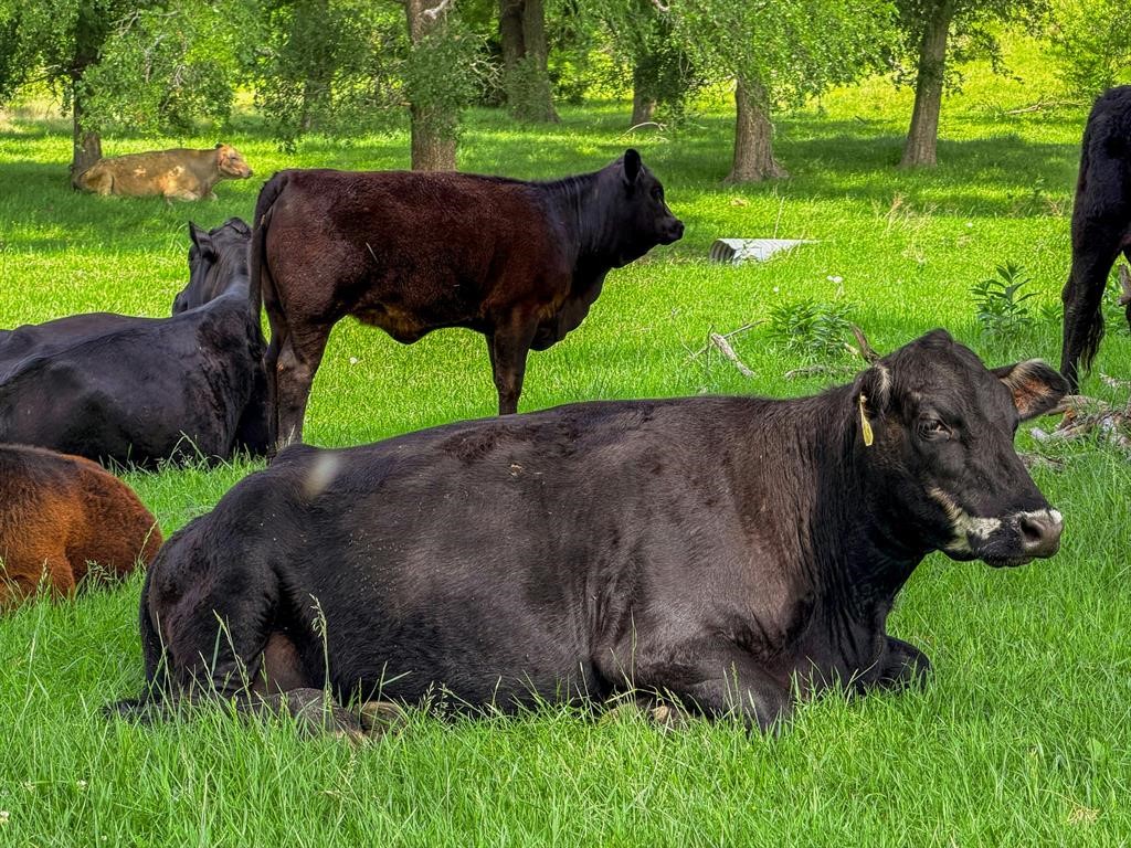 2301 Private Road 1179 Celeste TX 75423