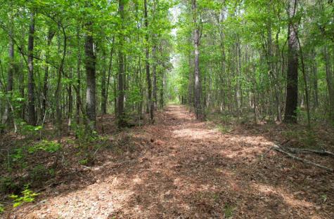 Tbd County Road 120c San Augustine TX 75972