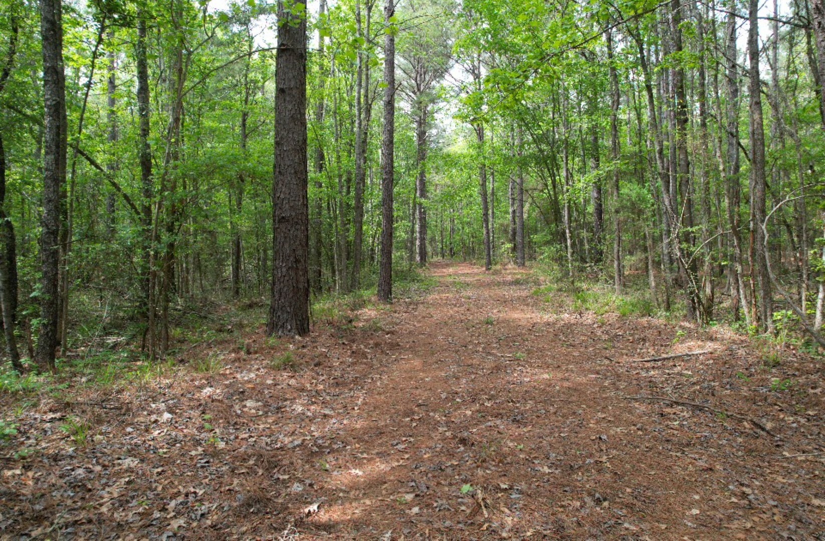 Tbd County Road 120c San Augustine TX 75972