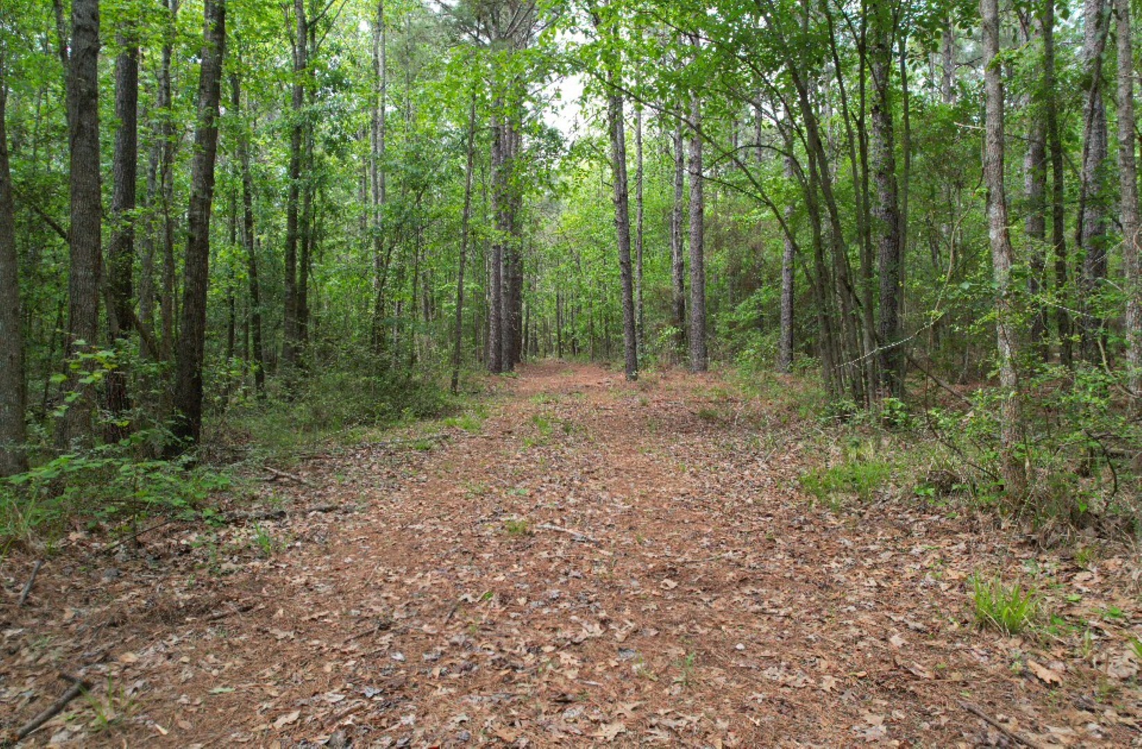 Tbd County Road 120c San Augustine TX 75972