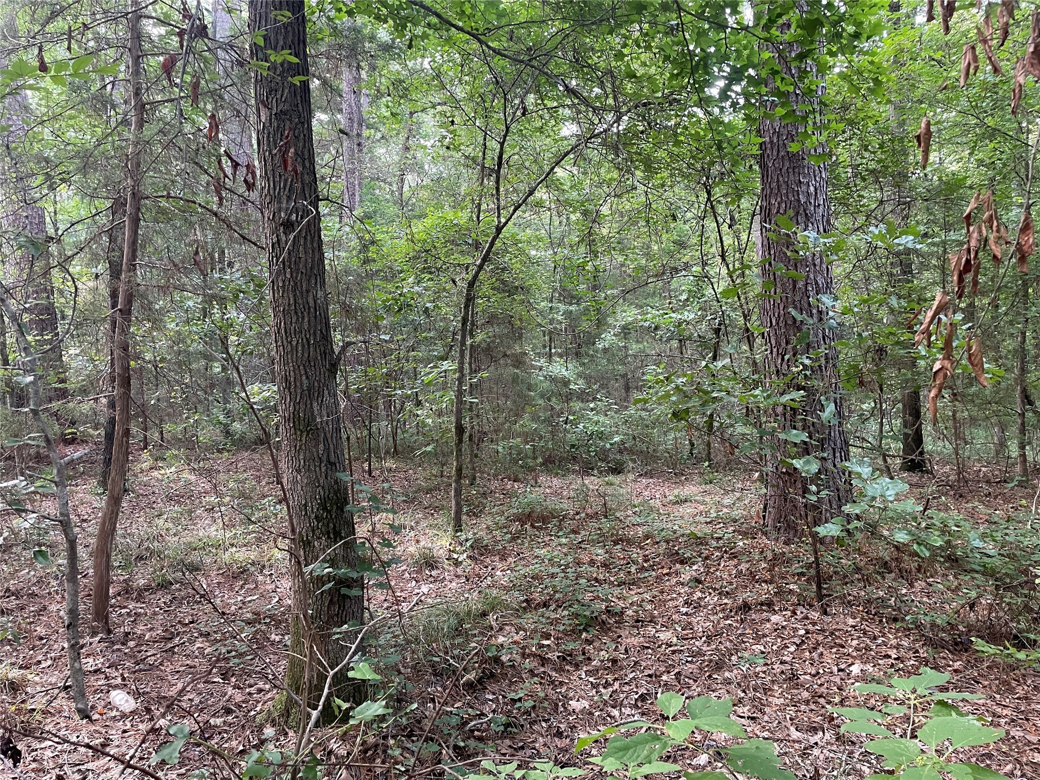 Tbd Fm-16 Winona TX 75792