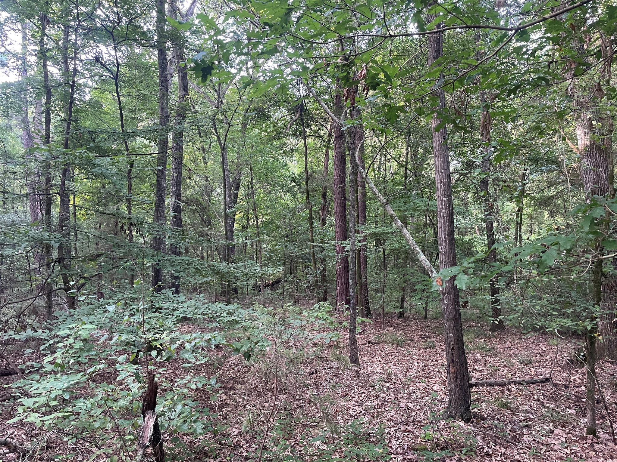 Tbd Fm-16 Winona TX 75792