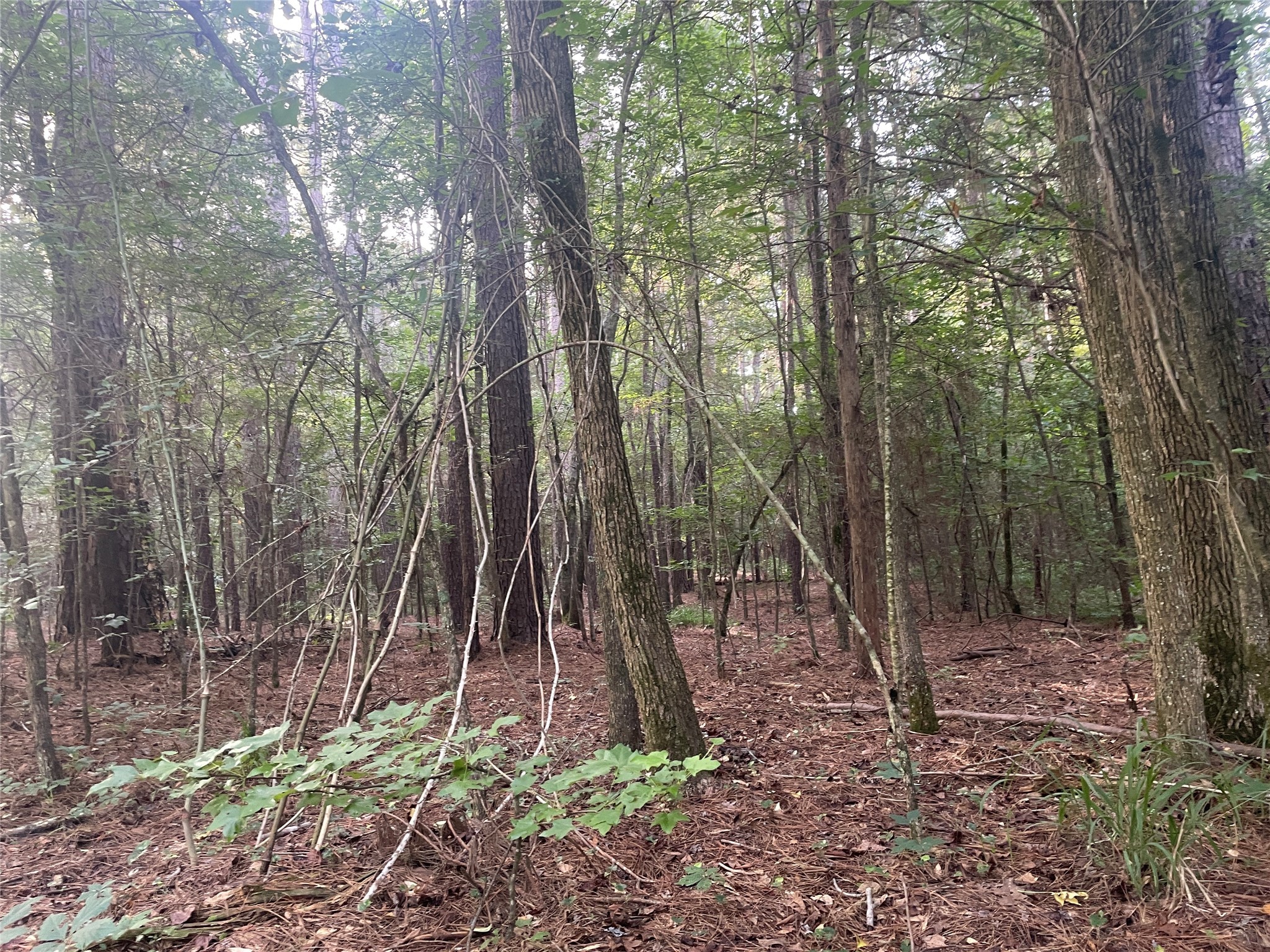 Tbd Fm-16 Winona TX 75792