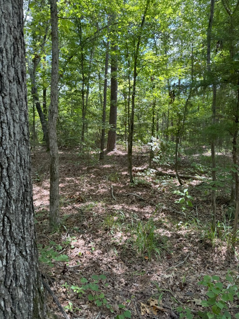 Tbd County Road 3163 Laneville TX 75667