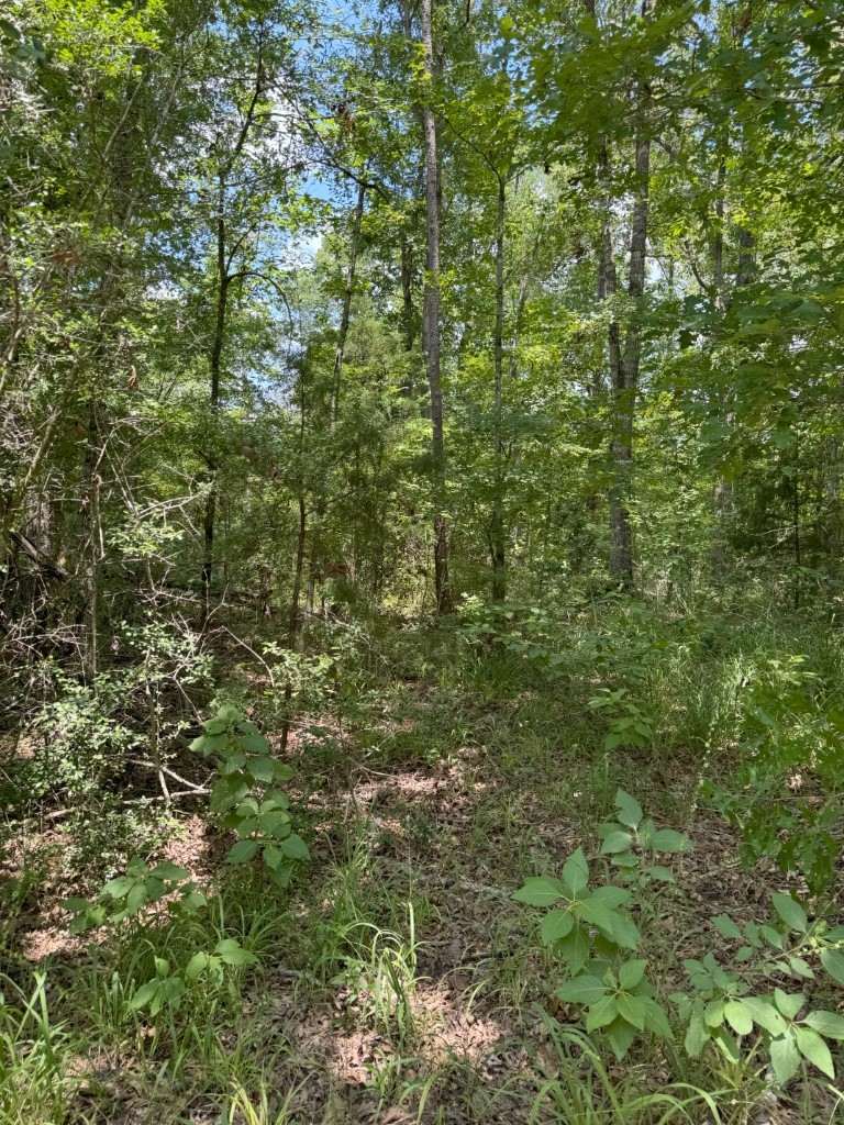 Tbd County Road 3163 Laneville TX 75667