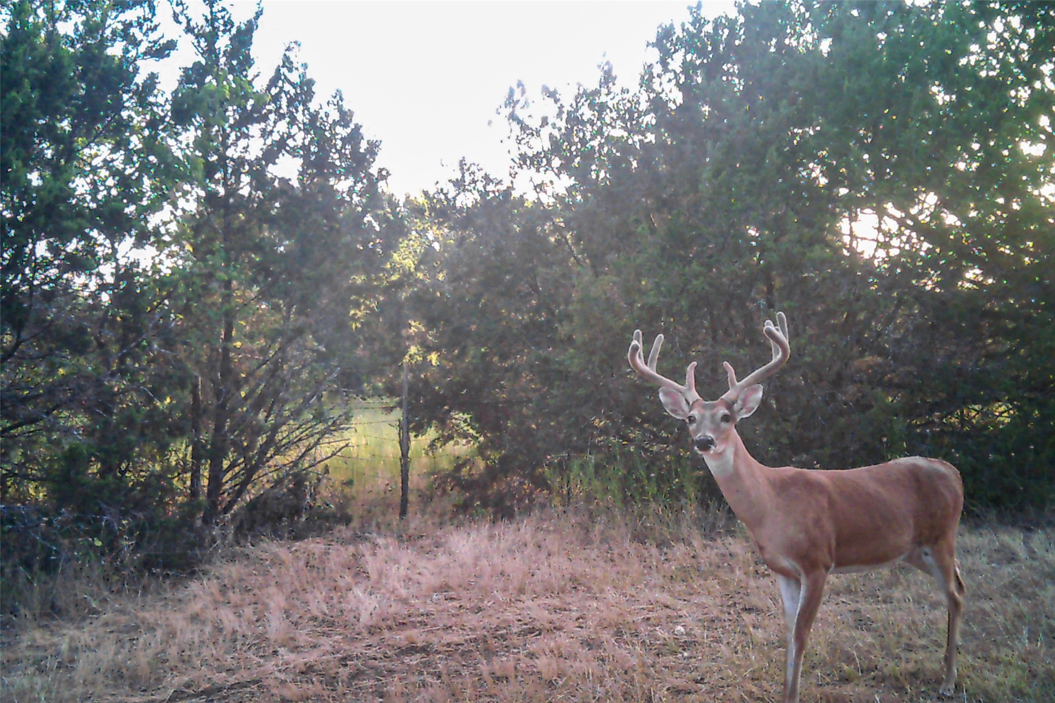 Tbd Straws Mill Road Gatesville TX 76528