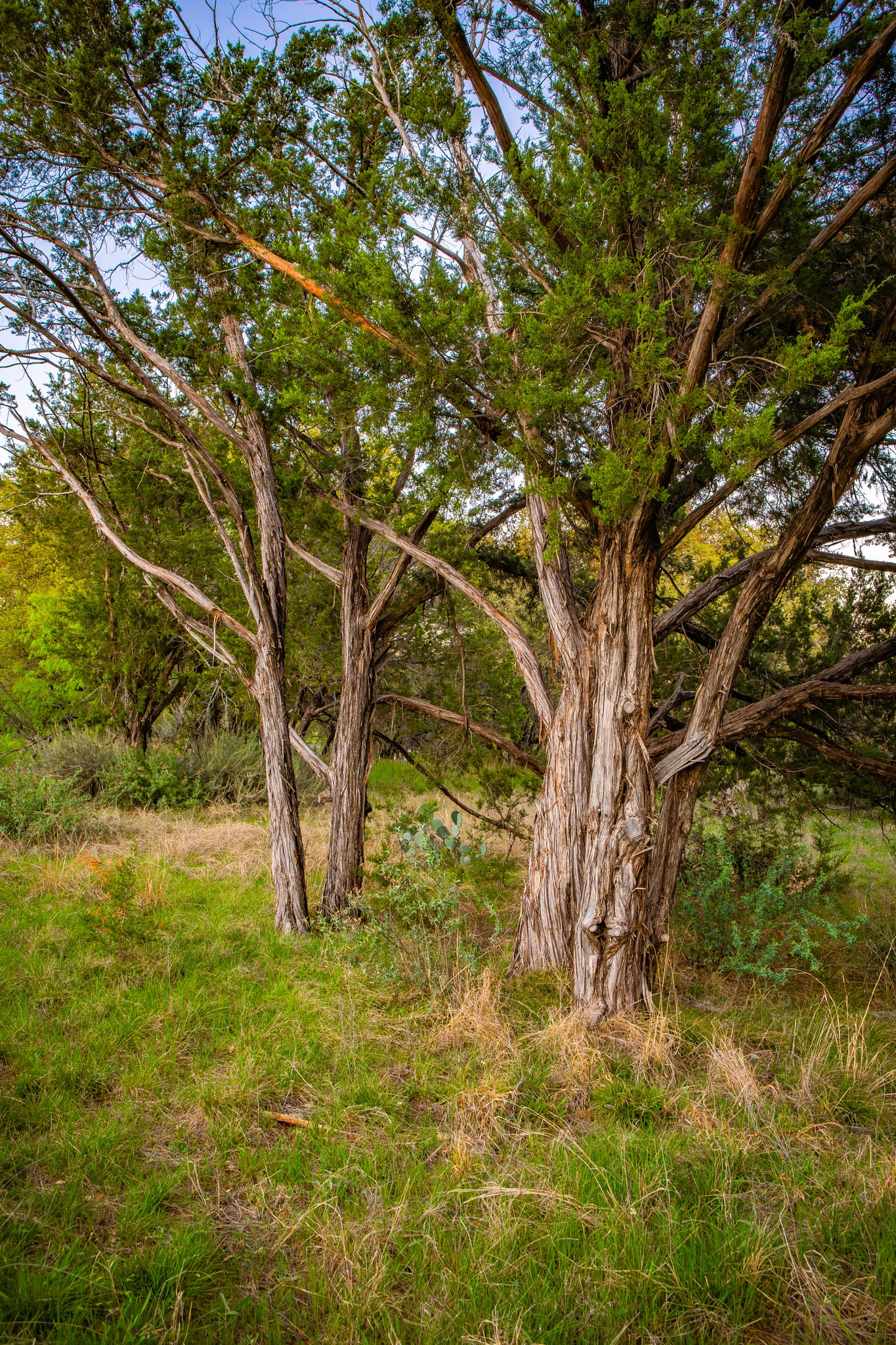 Lot 19 Firewheel Graford TX 76449