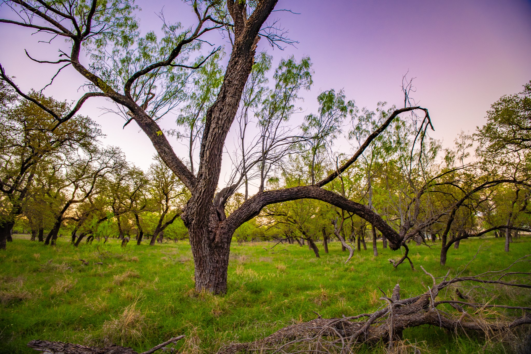Lot 19 Firewheel Graford TX 76449