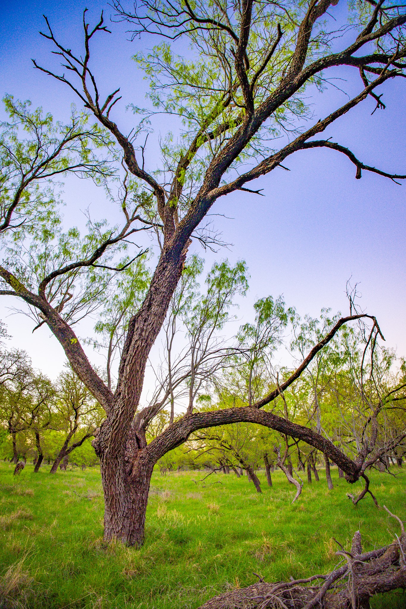 Lot 19 Firewheel Graford TX 76449