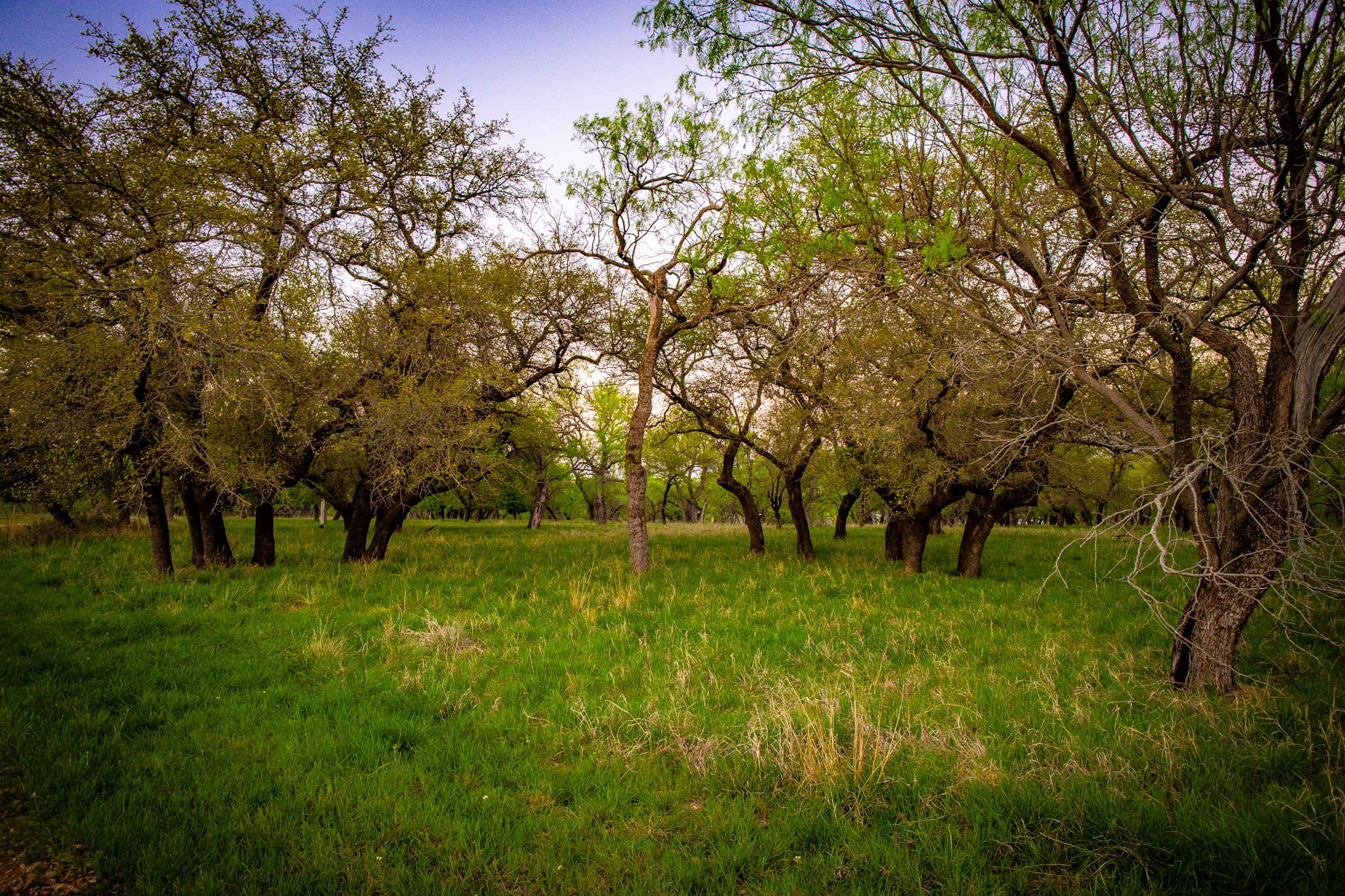 Lot 19 Firewheel Graford TX 76449