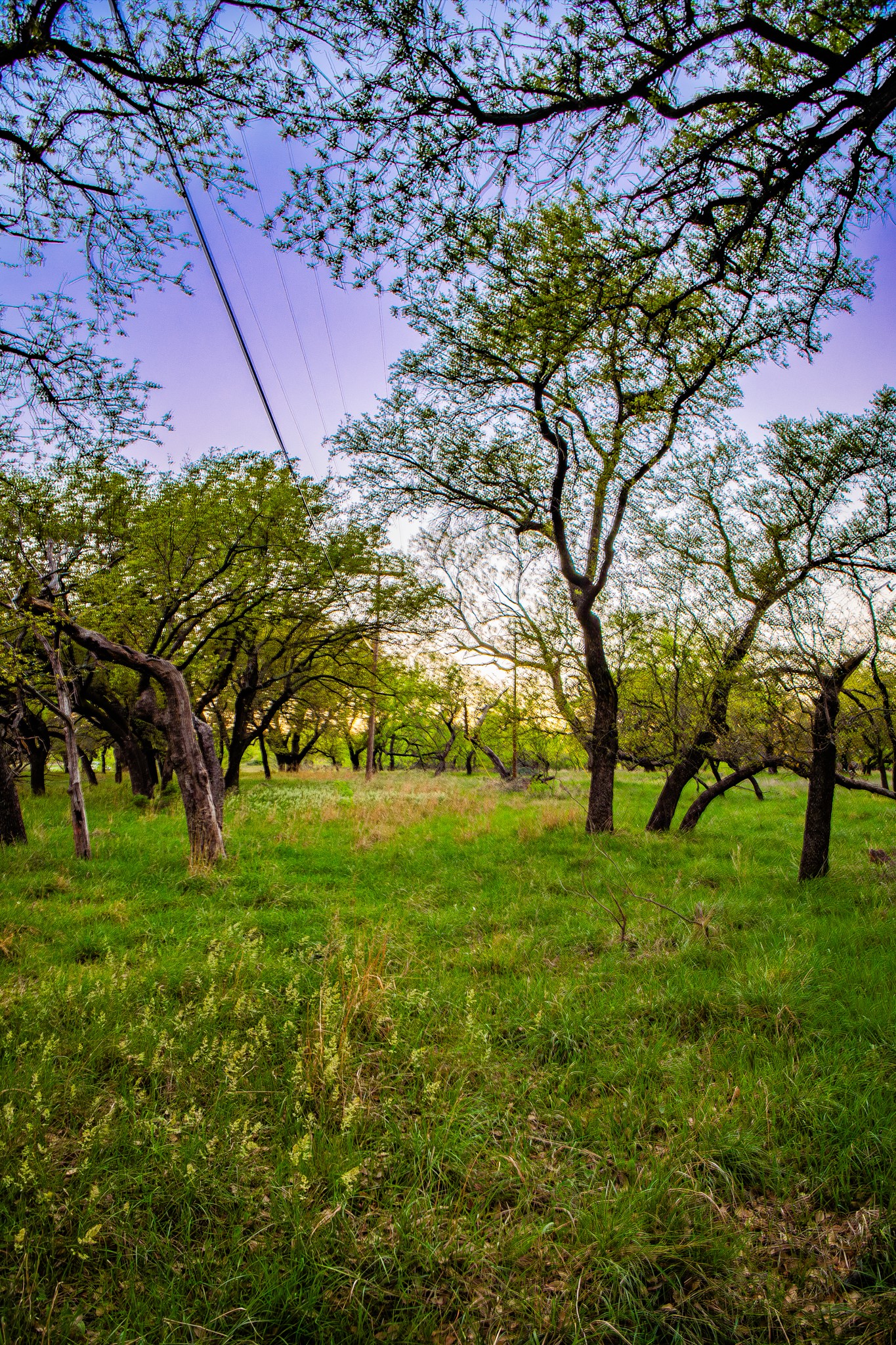 Lot 19 Firewheel Graford TX 76449