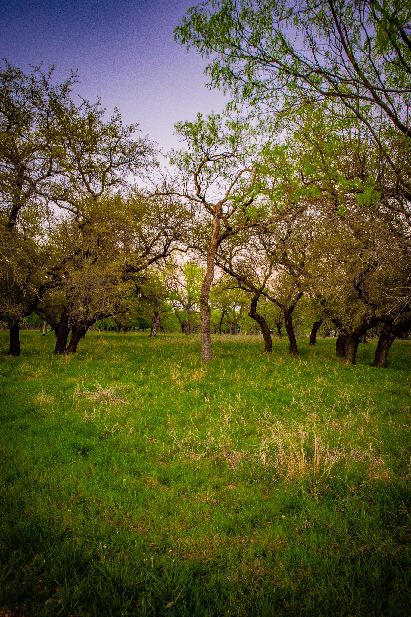 Lot 19 Firewheel Graford TX 76449