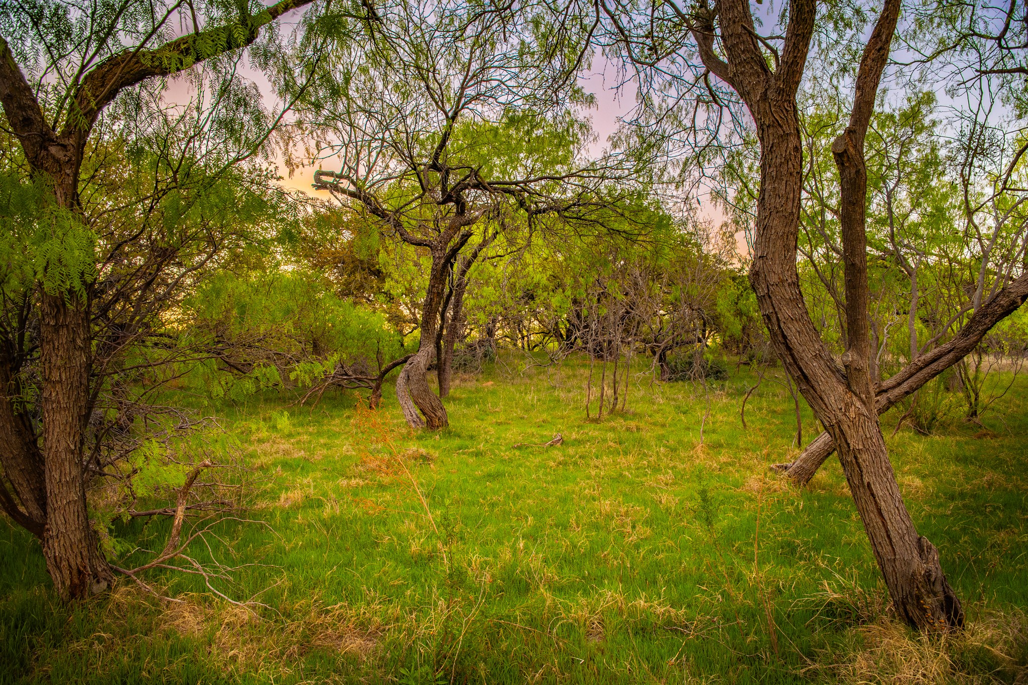Lot 19 Firewheel Graford TX 76449