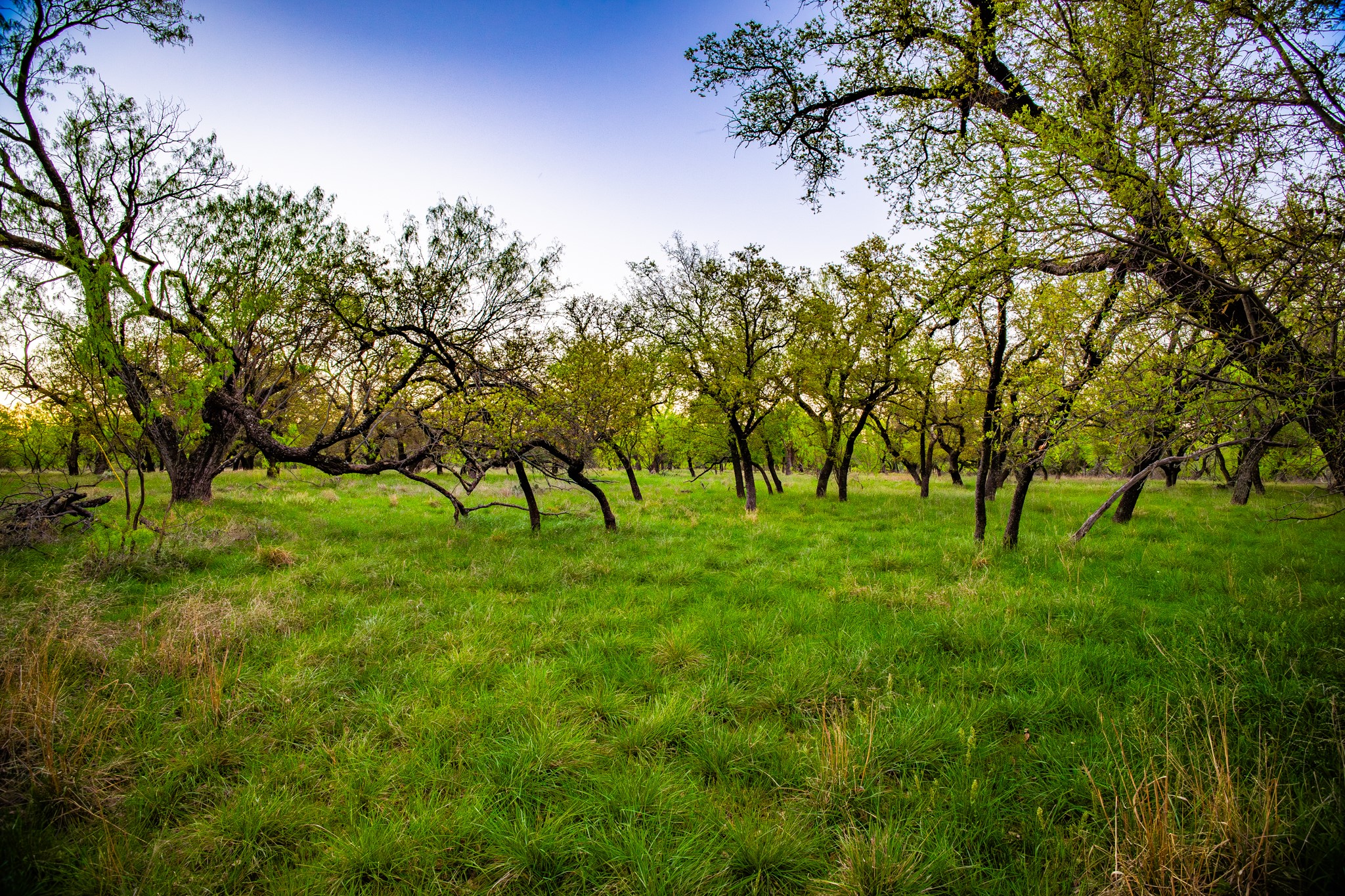 Lot 19 Firewheel Graford TX 76449