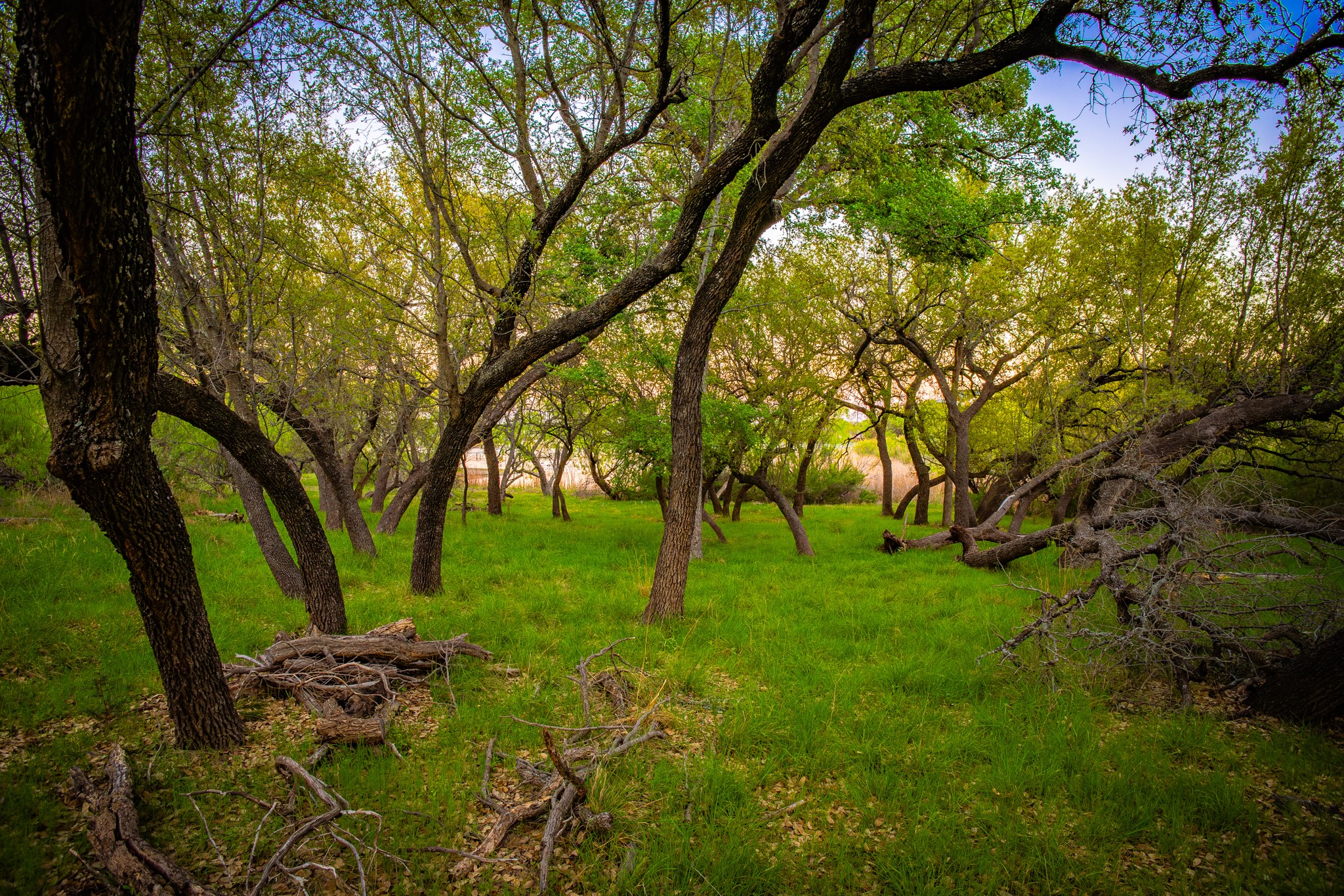 Lot 19 Firewheel Graford TX 76449