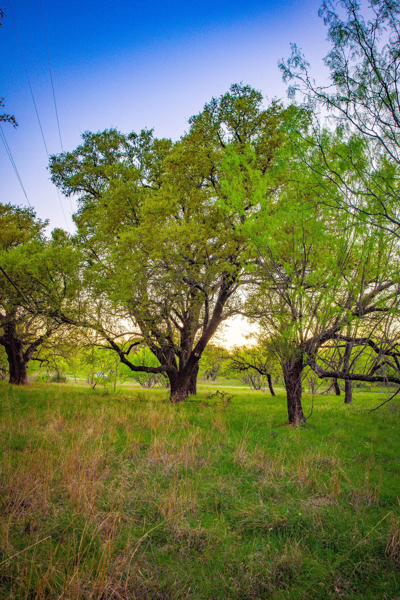 Lot 19 Firewheel Graford TX 76449