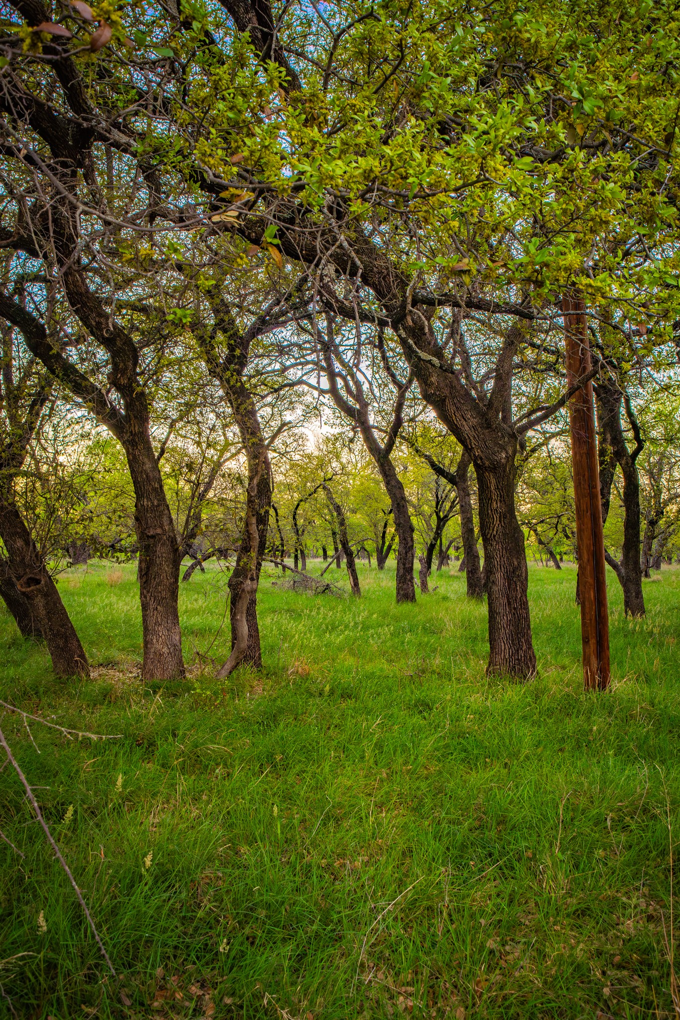 Lot 19 Firewheel Graford TX 76449