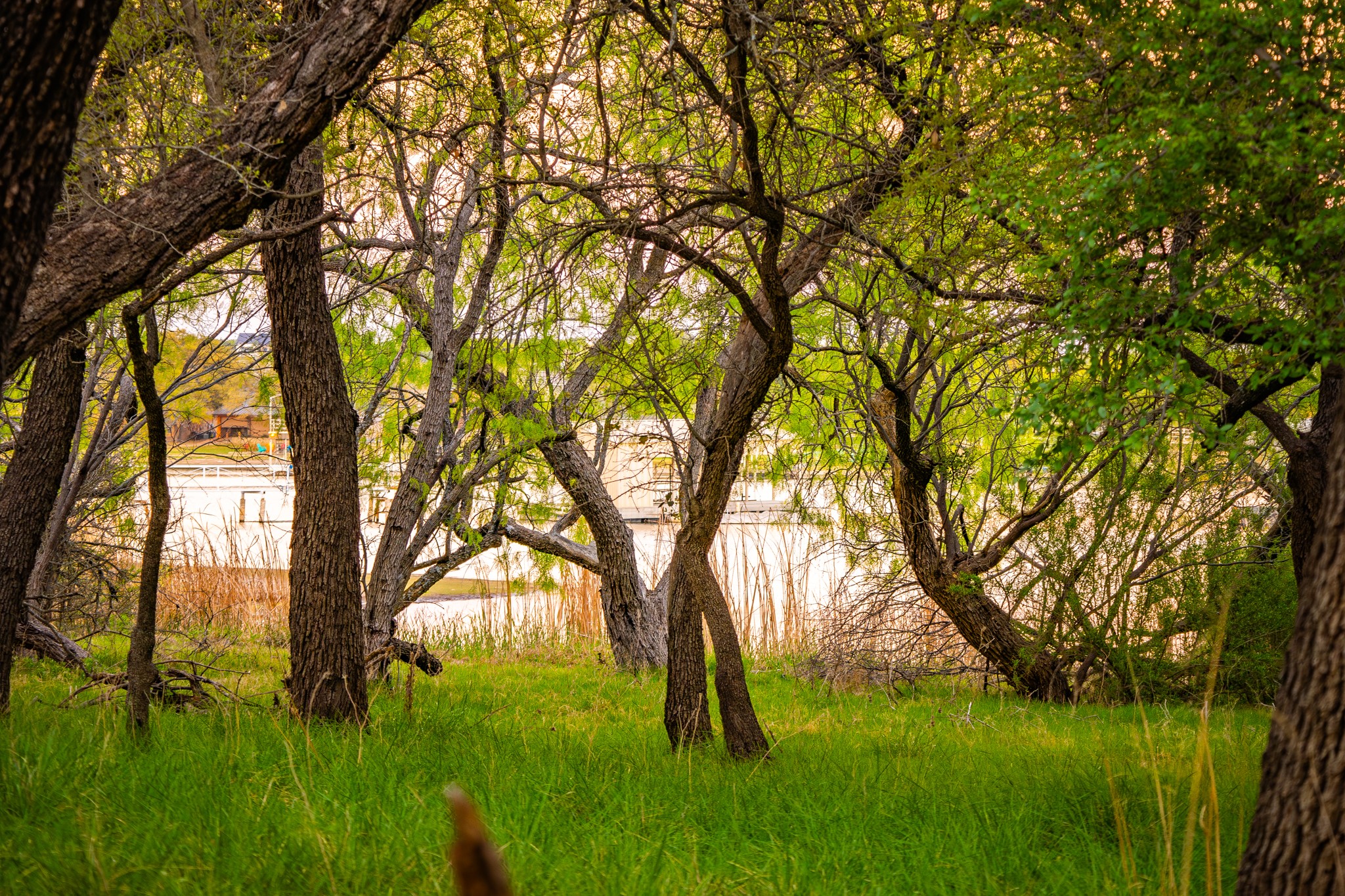 Lot 19 Firewheel Graford TX 76449