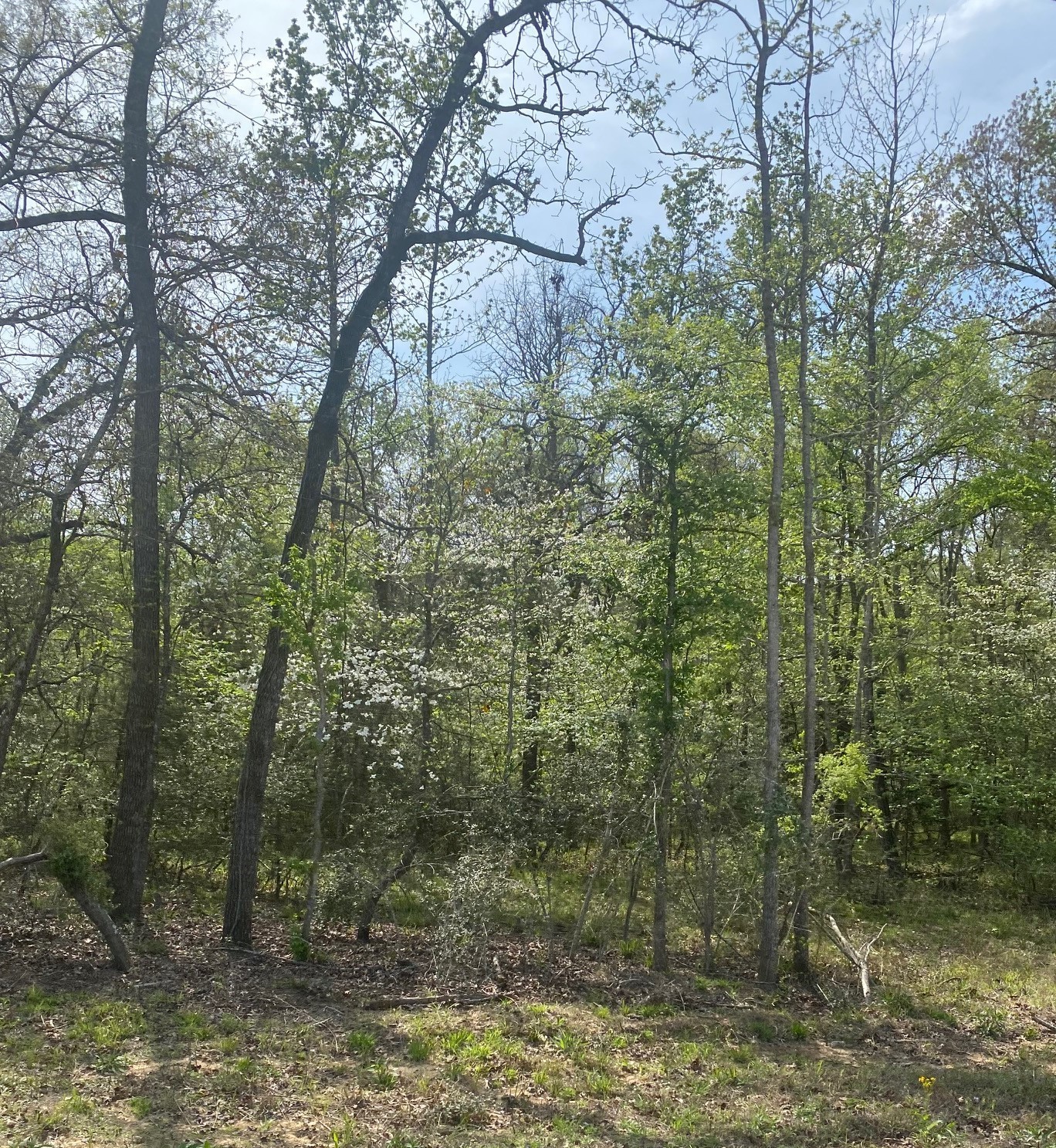 Tbd 16 Fm 1848 Buffalo TX 75831