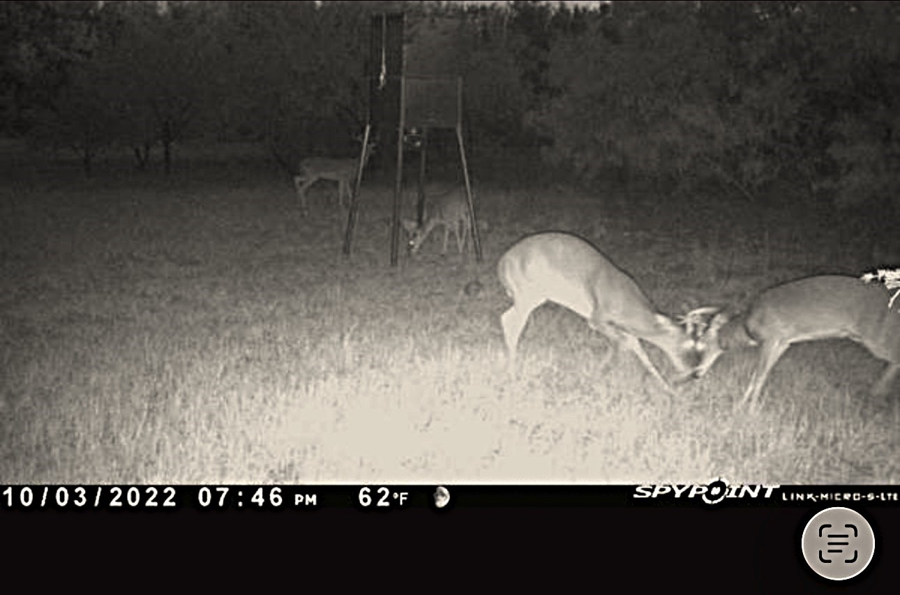 250 County Road 427 Rising Star TX 76471