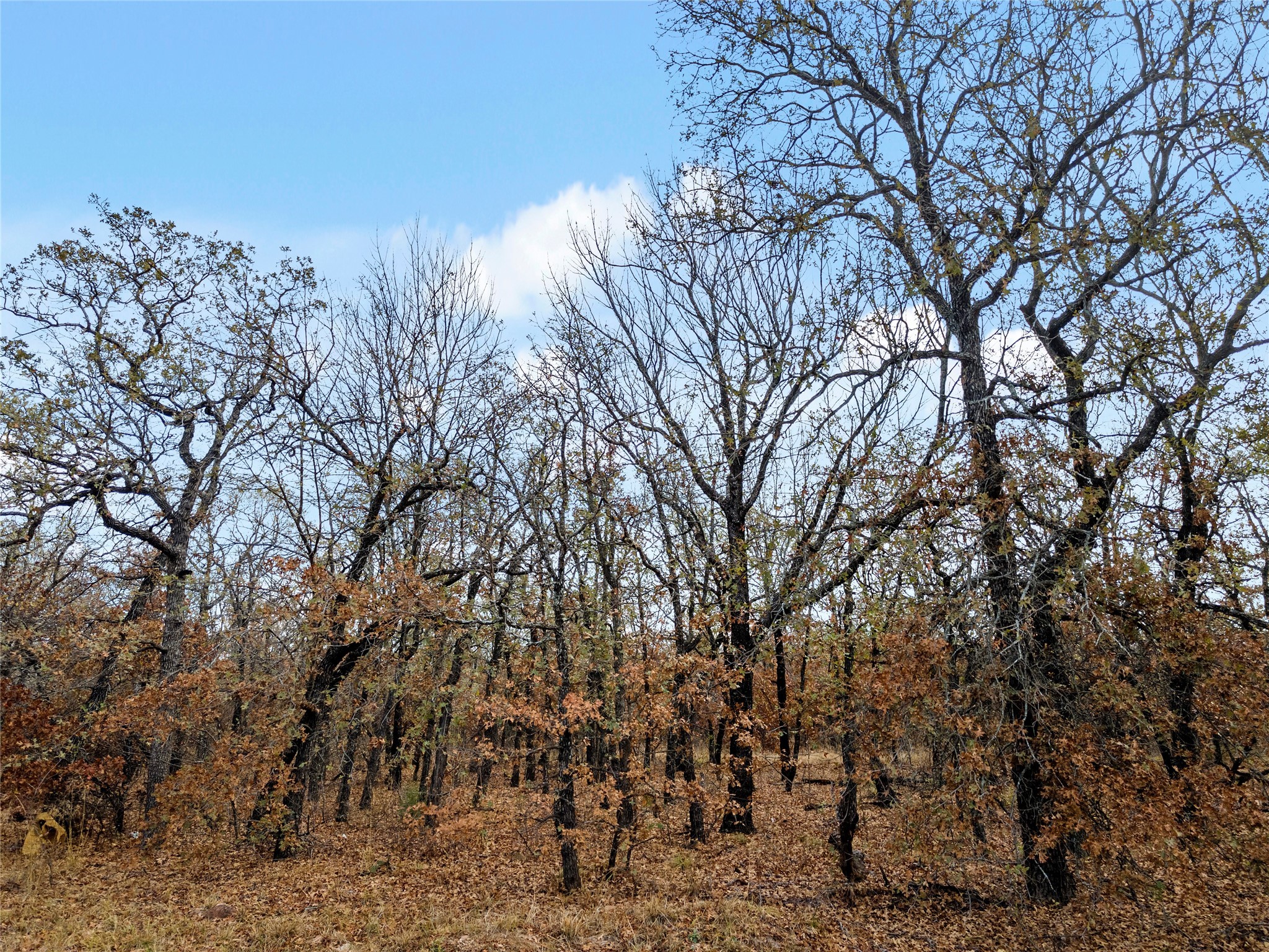 289 County Road 1661 Chico TX 76431