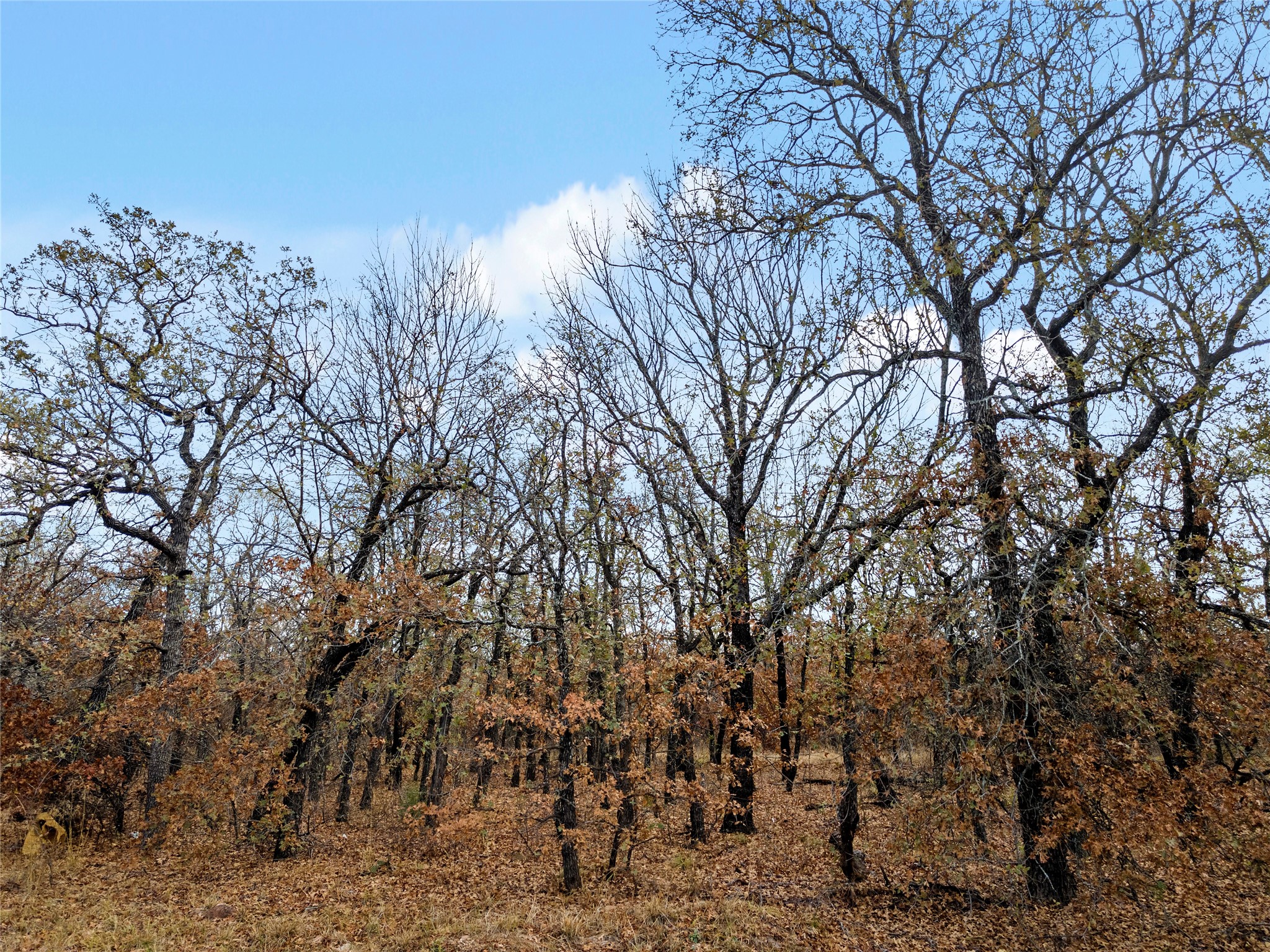 289 County Road 1661 Chico TX 76431