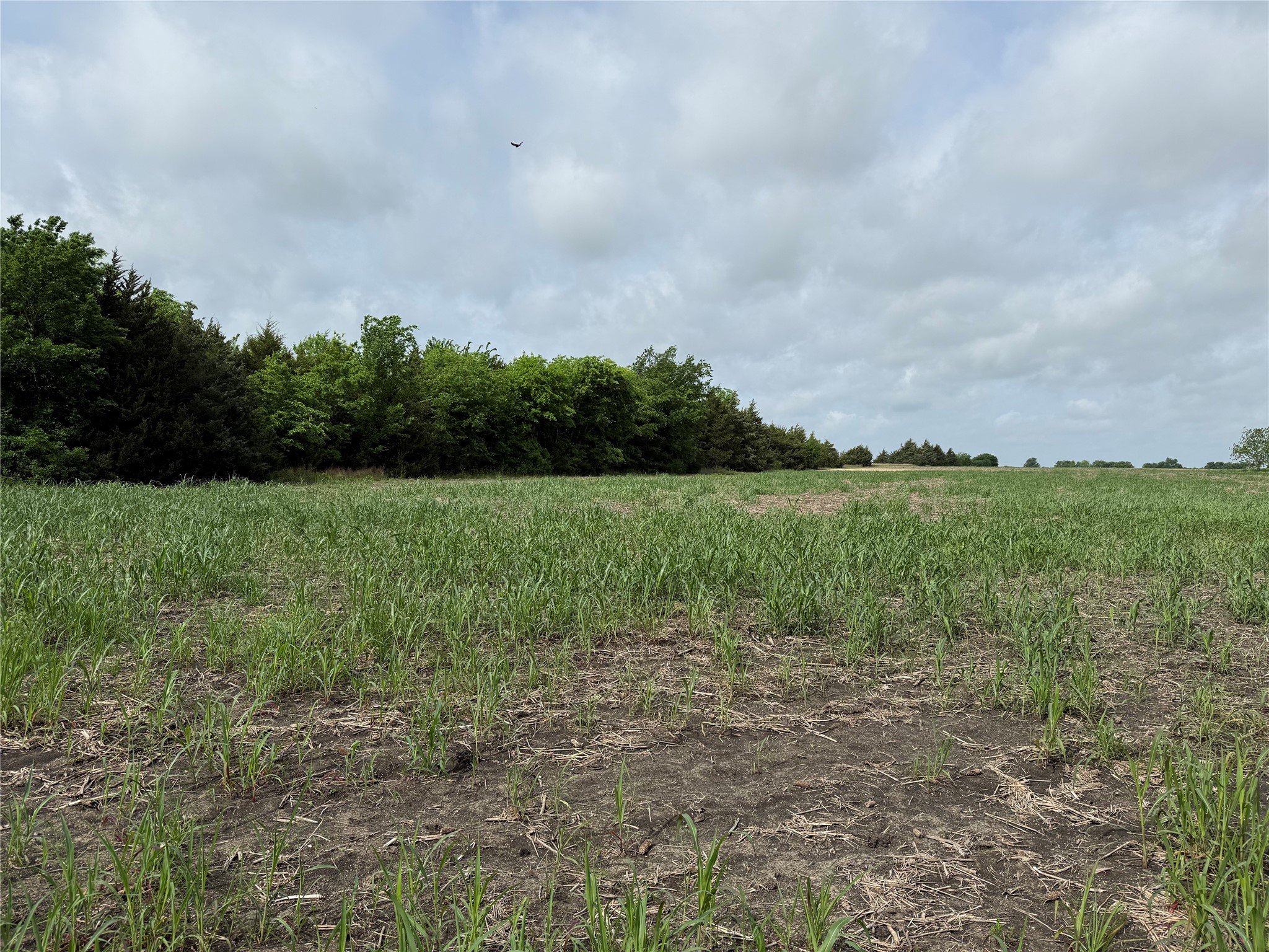 Tbd Cr 23300 Roxton TX 75477