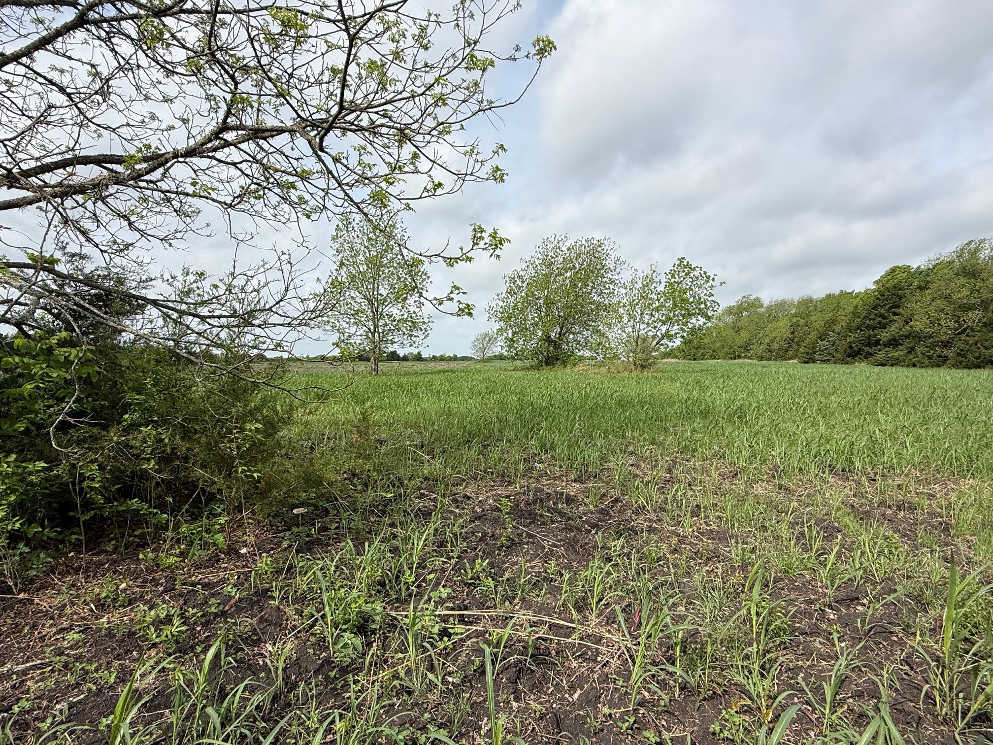 Tbd Cr 23300 Roxton TX 75477
