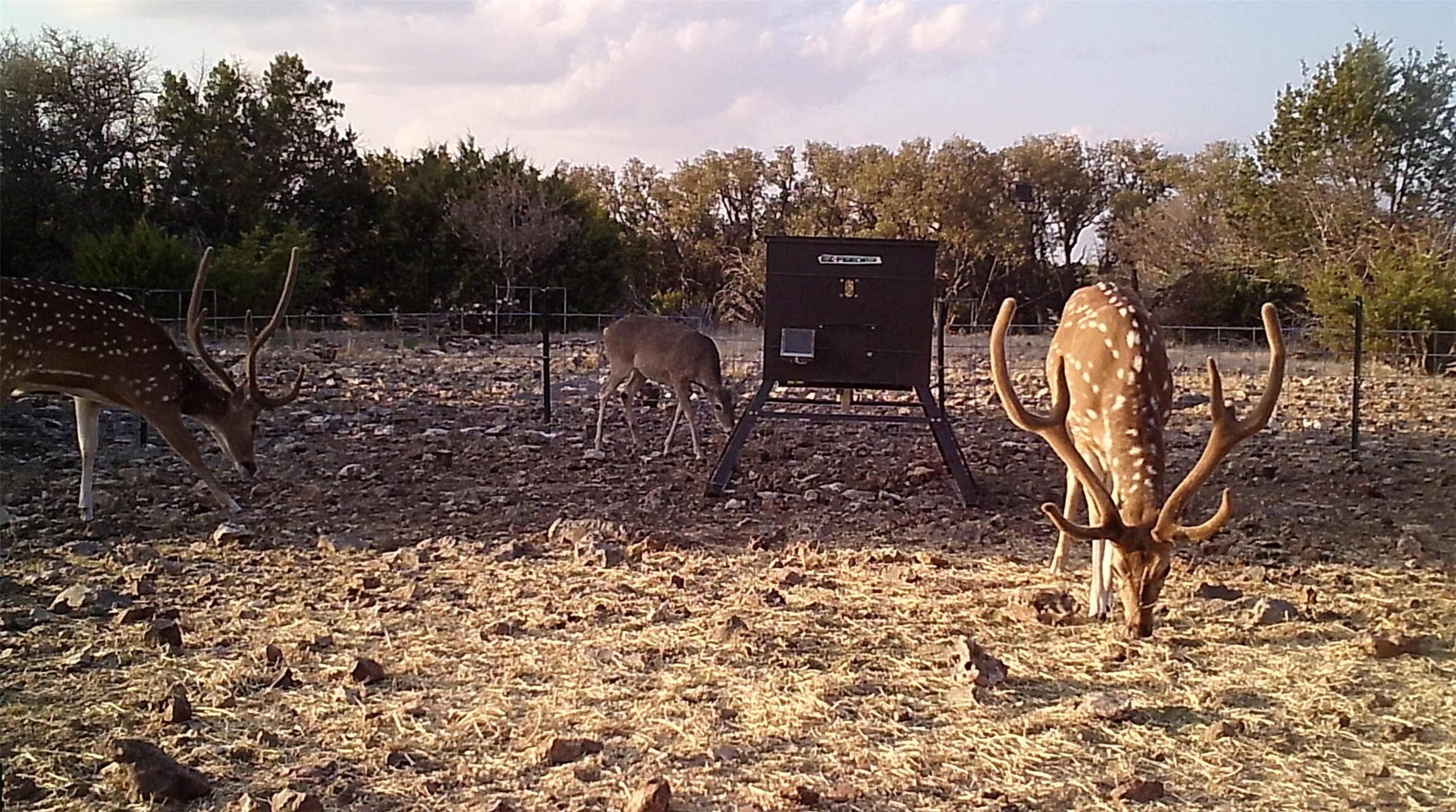 919 Sd Rocksprings TX 78880
