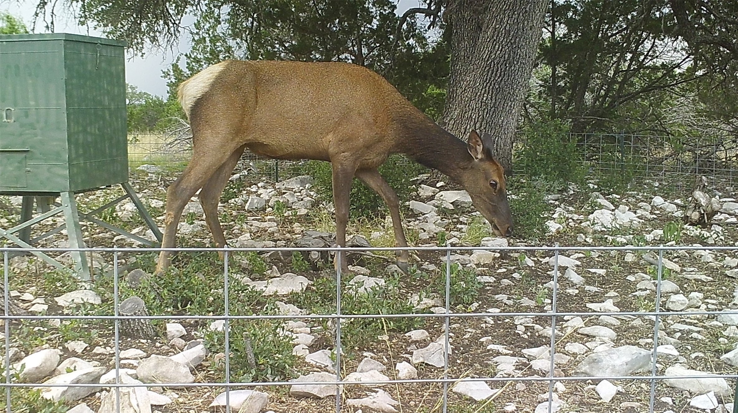 919 Sd Rocksprings TX 78880