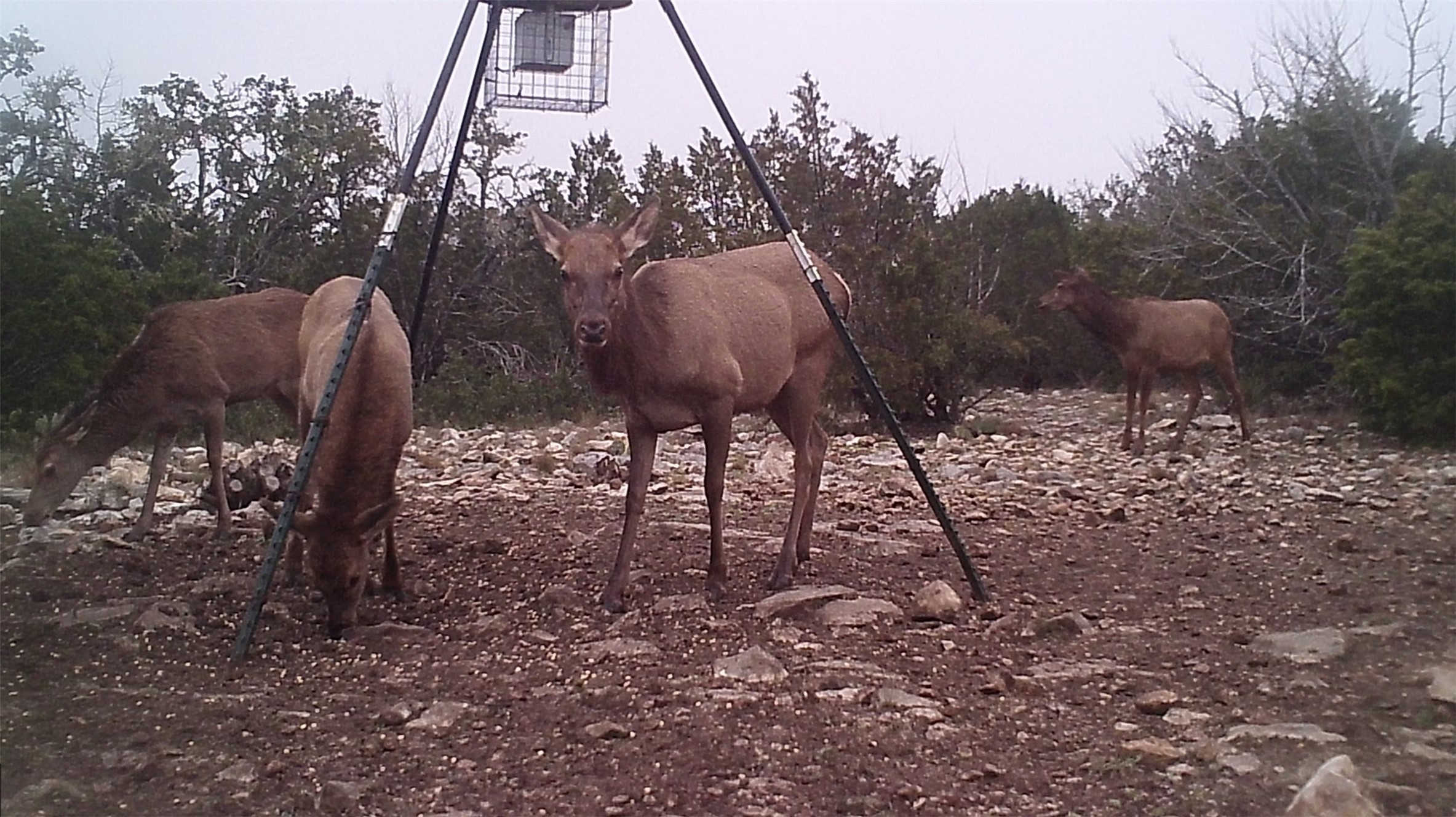 919 Sd Rocksprings TX 78880