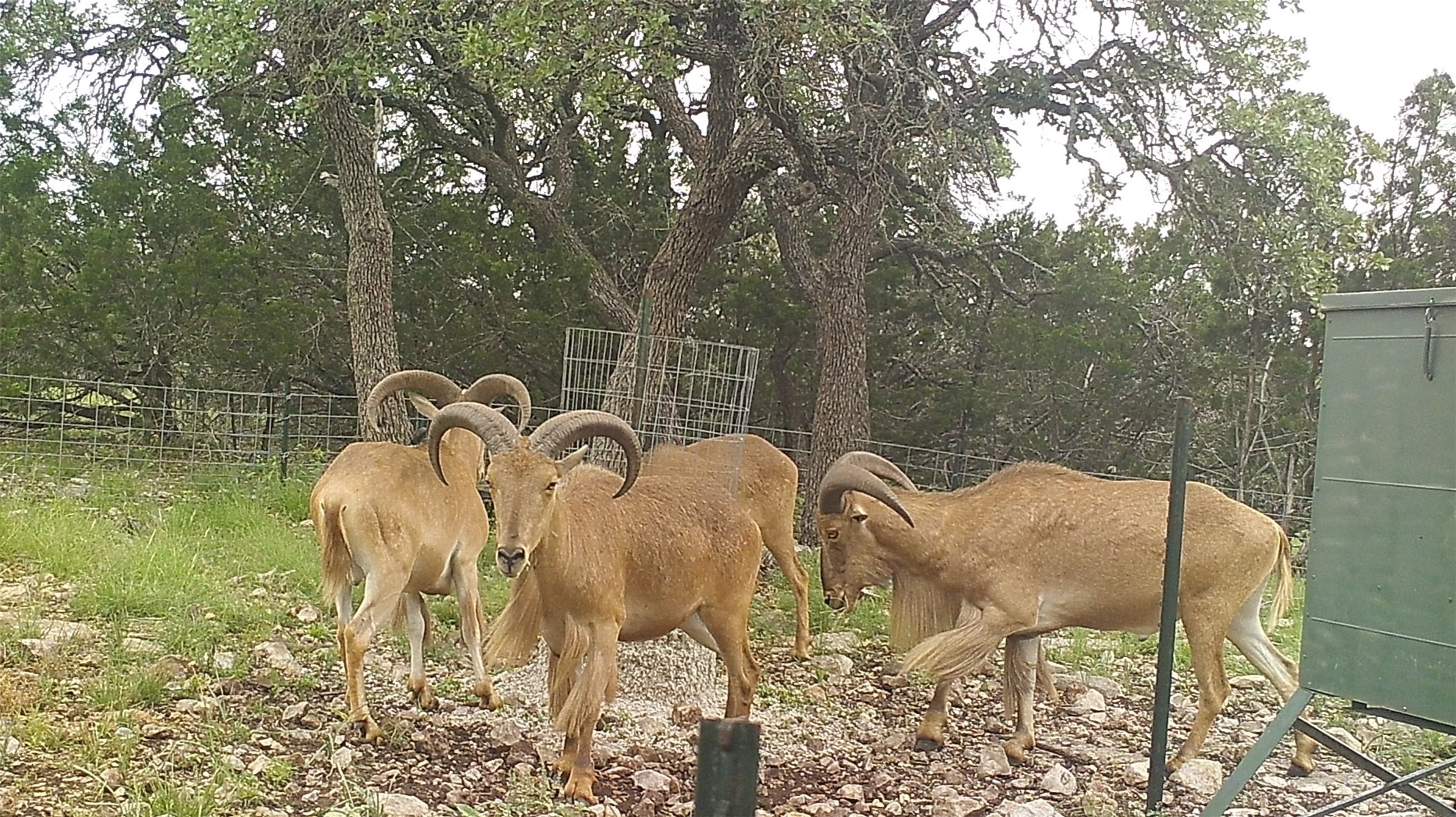 919 Sd Rocksprings TX 78880