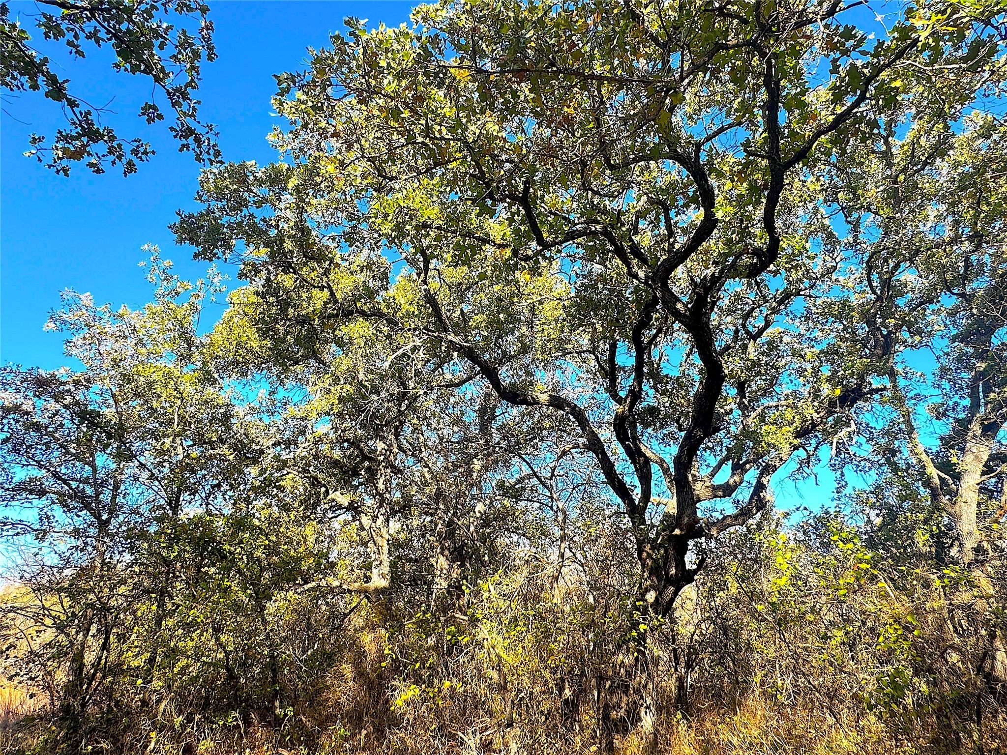1849 Two Bush Road Perrin TX 76486