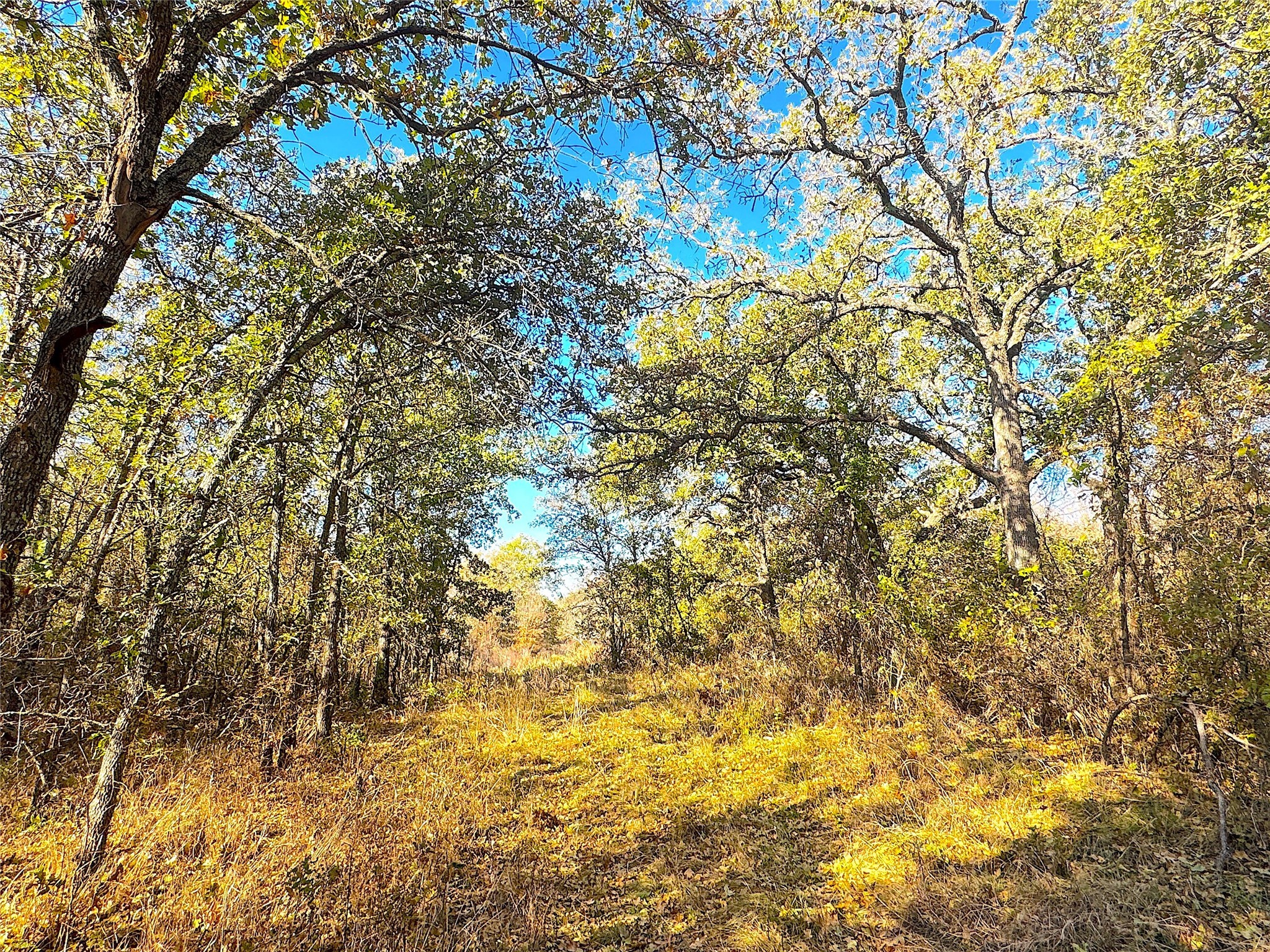 1849 Two Bush Road Perrin TX 76486